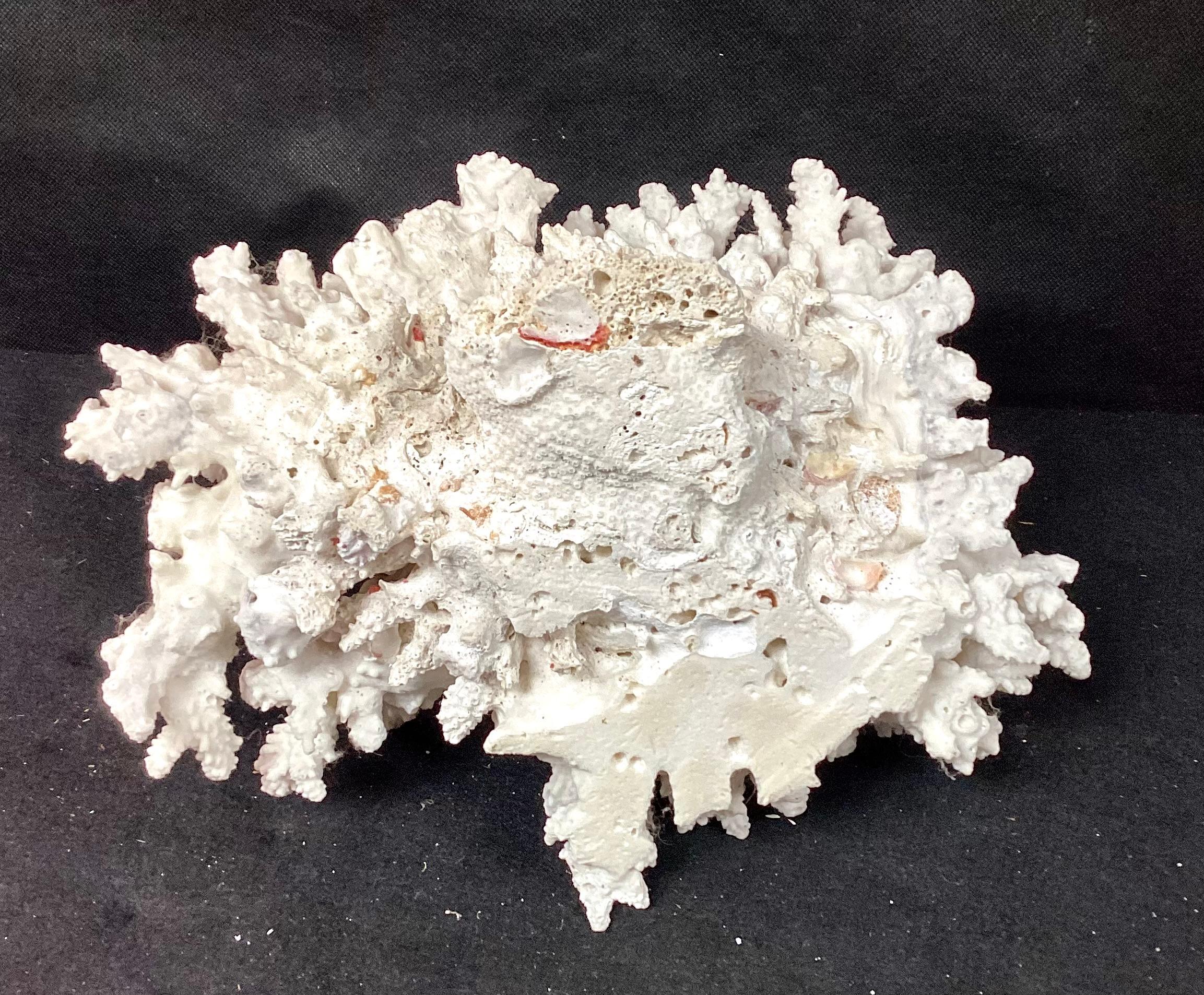 Natural White Coral Reef Specimen In Good Condition In Bradenton, FL