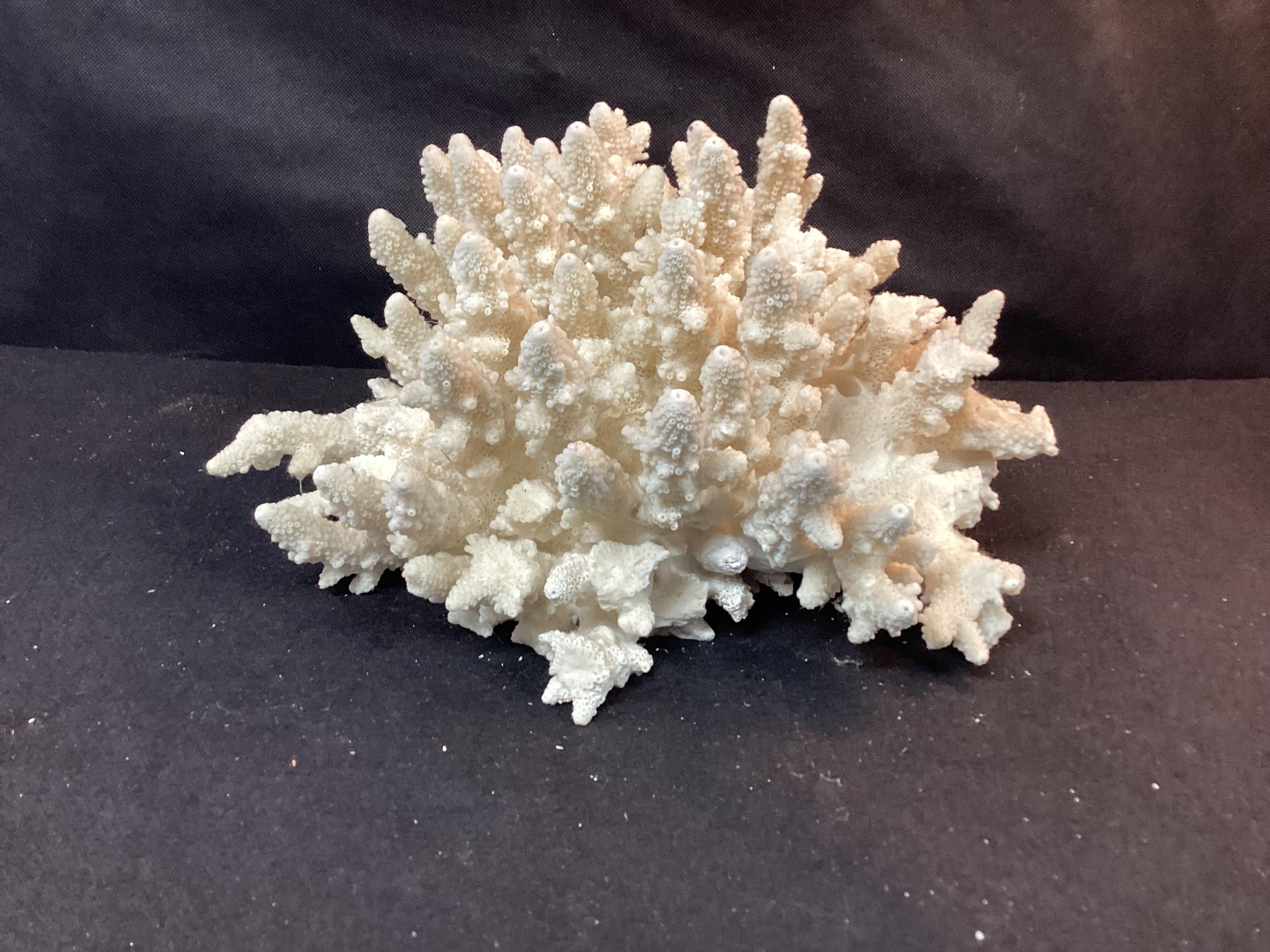 20th Century Natural White Coral Reef Specimen