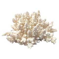 Natural White Coral Reef Specimen