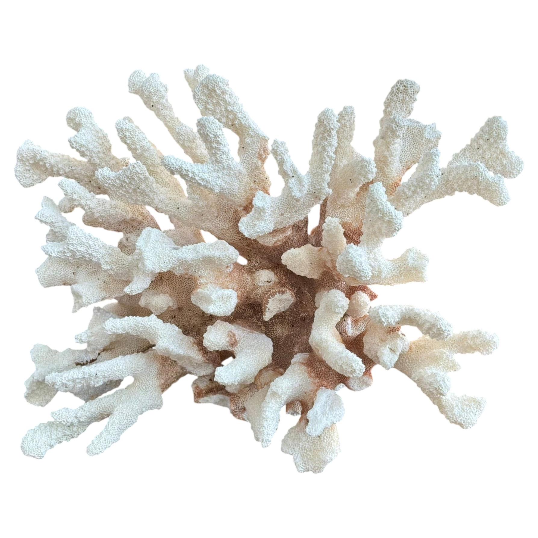 Natural White Coral Reef Specimen #5 For Sale
