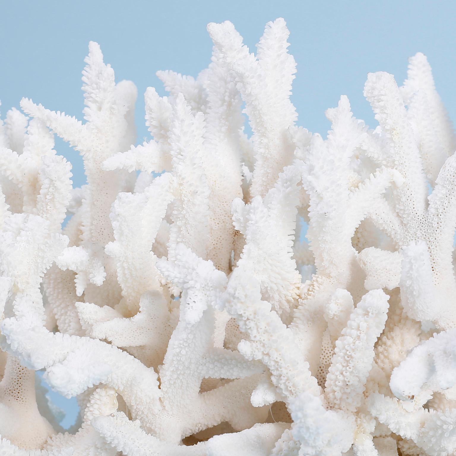 large coral sculpture
