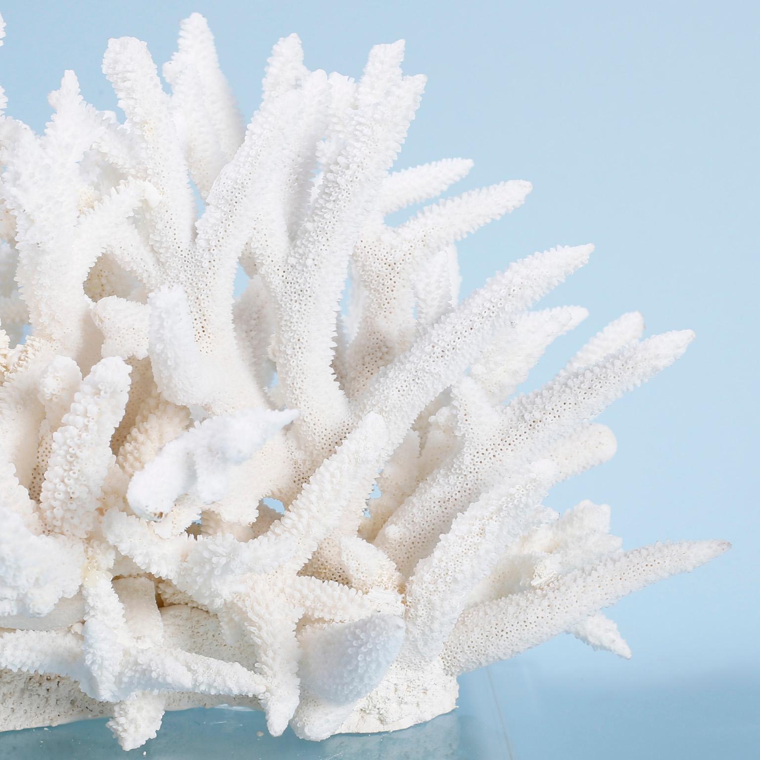 coral sculptures for sale