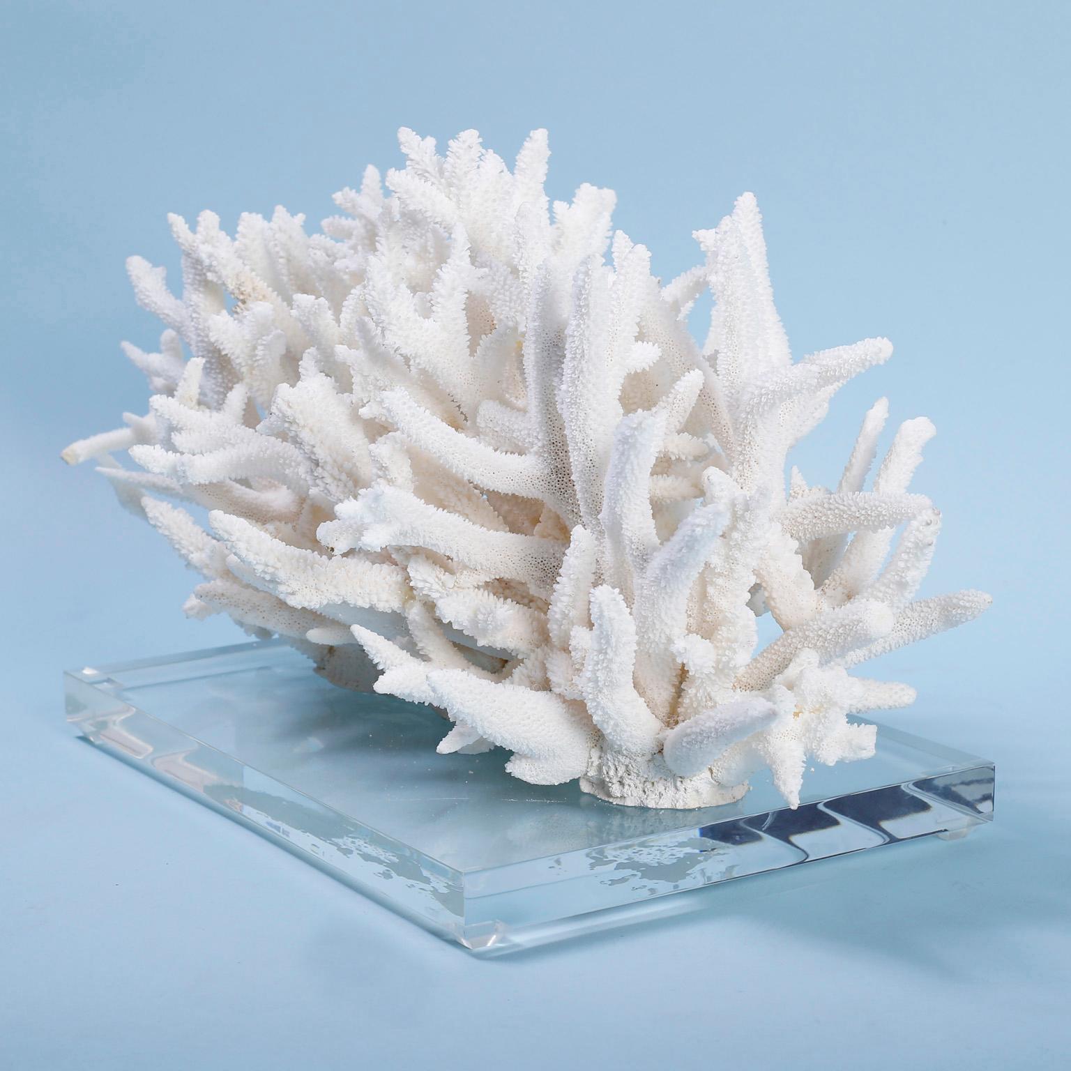 Organic Modern Natural White Coral Sculpture on Lucite
