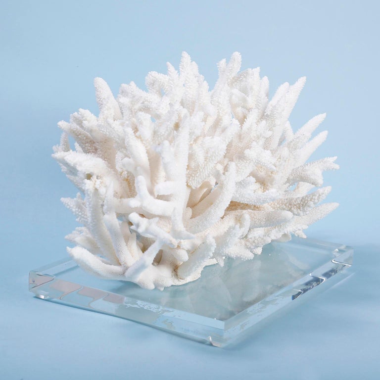 Natural White Coral Sculpture on Lucite at 1stDibs