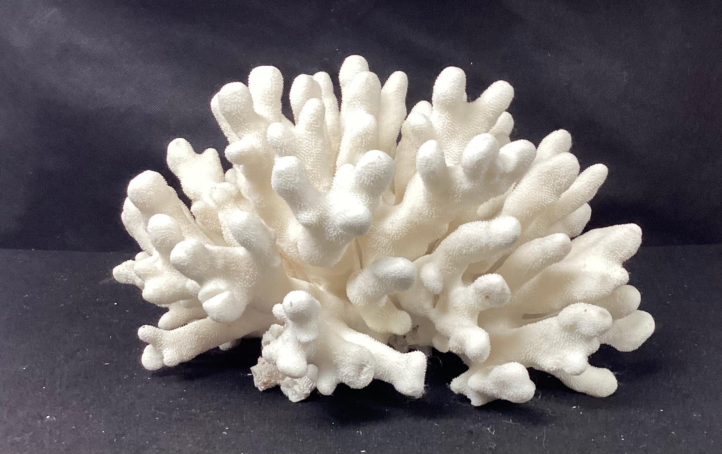 A rare natural white Elkhorn sea coral specimen. Color is a natural white. Flat underside for easy display. This specimen is a great size for displaying in any decor.