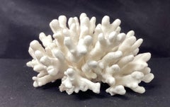 Natural White Elkhorn Coral Reef Specimen