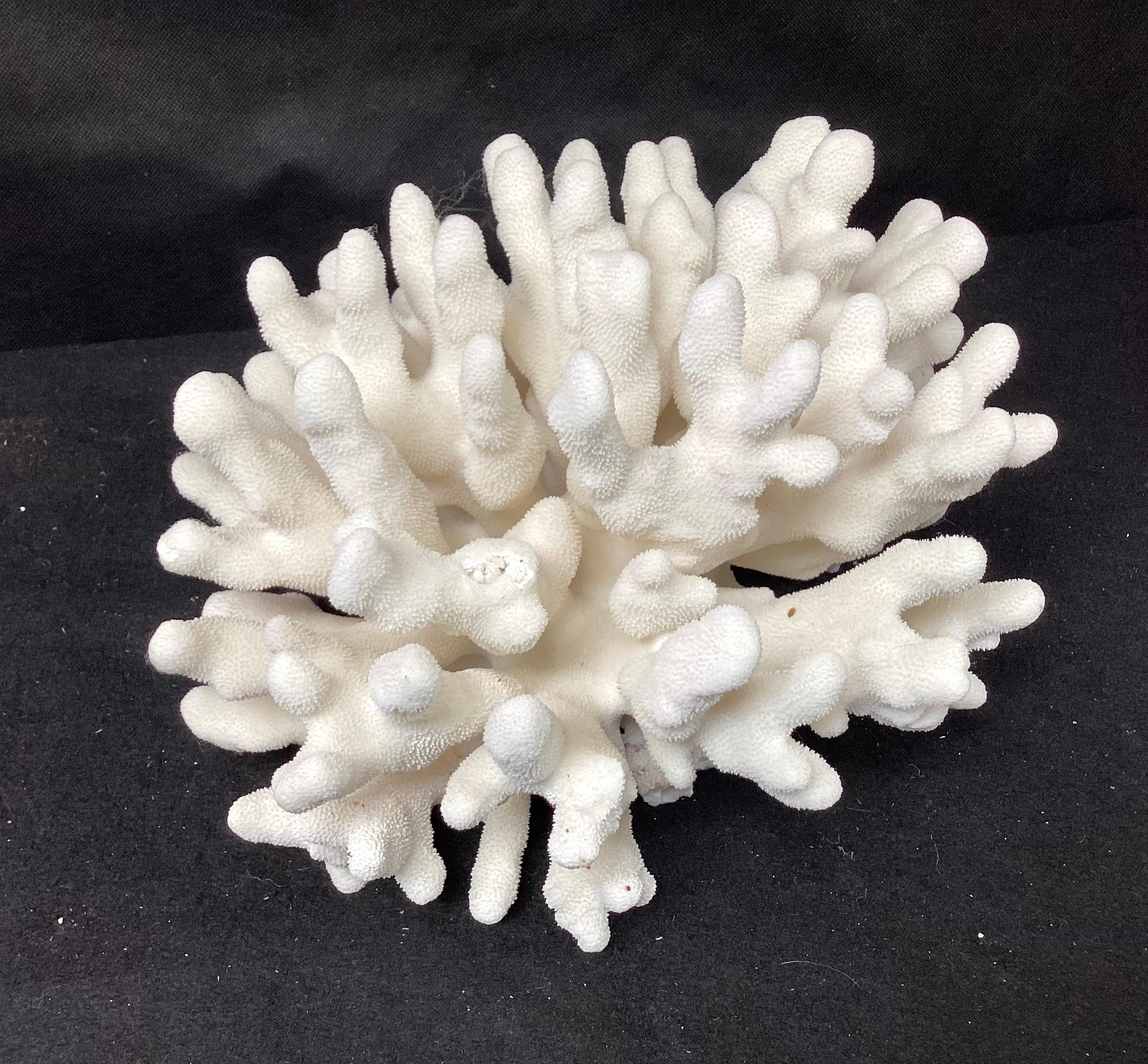 Natürliches natürliches weißes Elkhorn Korallen-Reef-Exemplar (Organische Moderne)