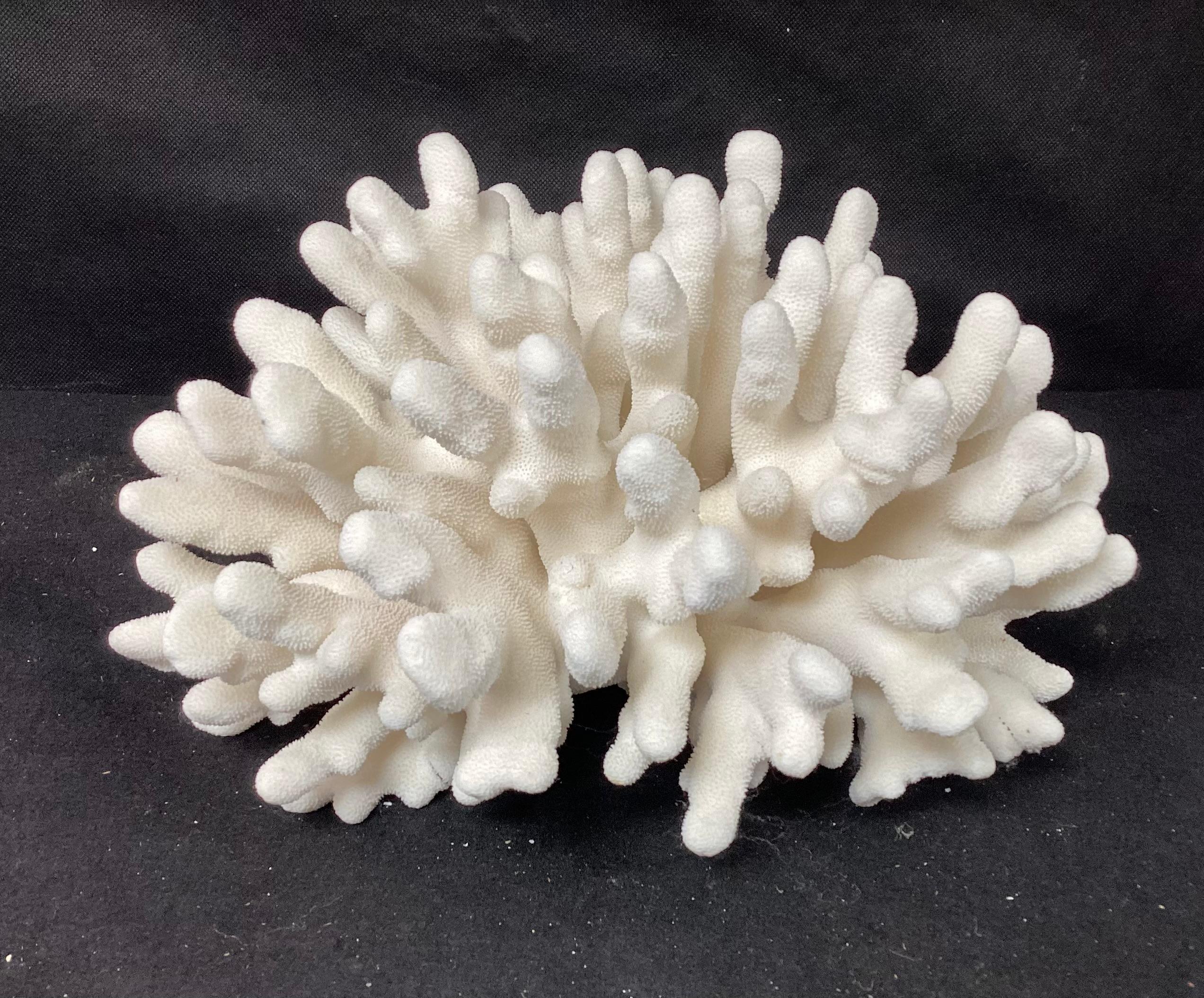 Organic Modern Natural White Elkhorn Coral Reef Specimen For Sale