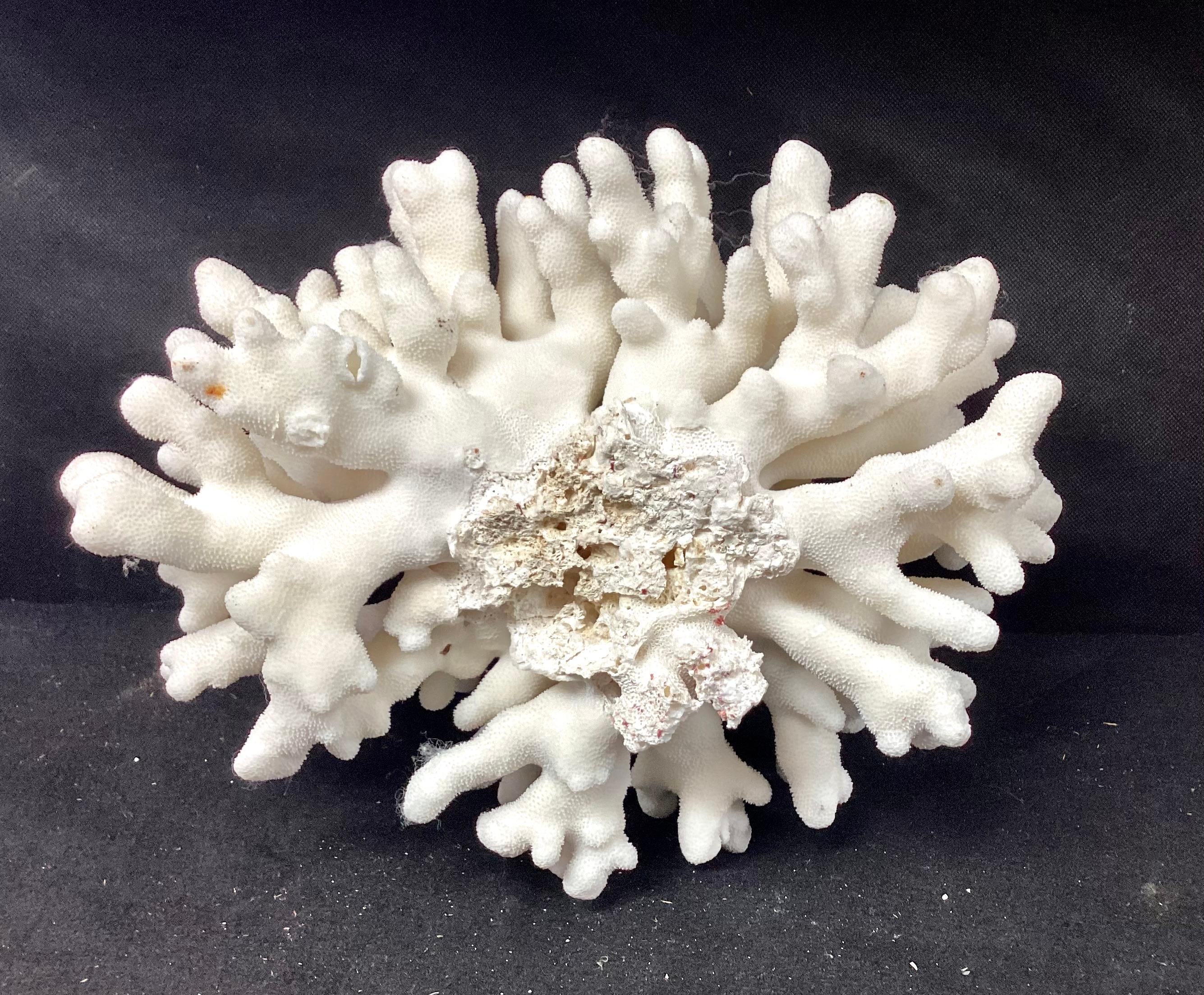 Natural White Elkhorn Coral Reef Specimen In Good Condition For Sale In Bradenton, FL