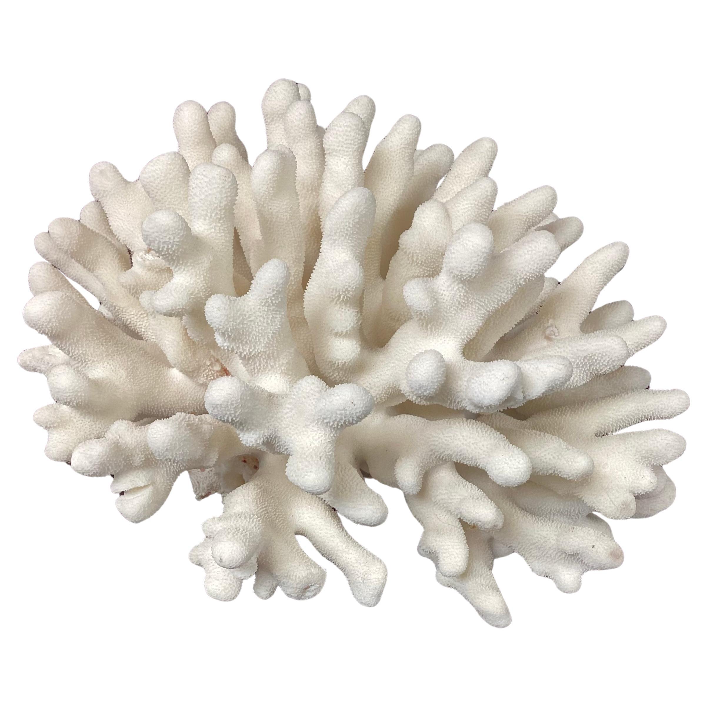 Natural White Elkhorn Coral Reef Specimen For Sale