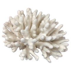 Spécimen de récif naturel en corail blanc d'élan