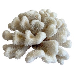 Natural White Fat Finger Coral