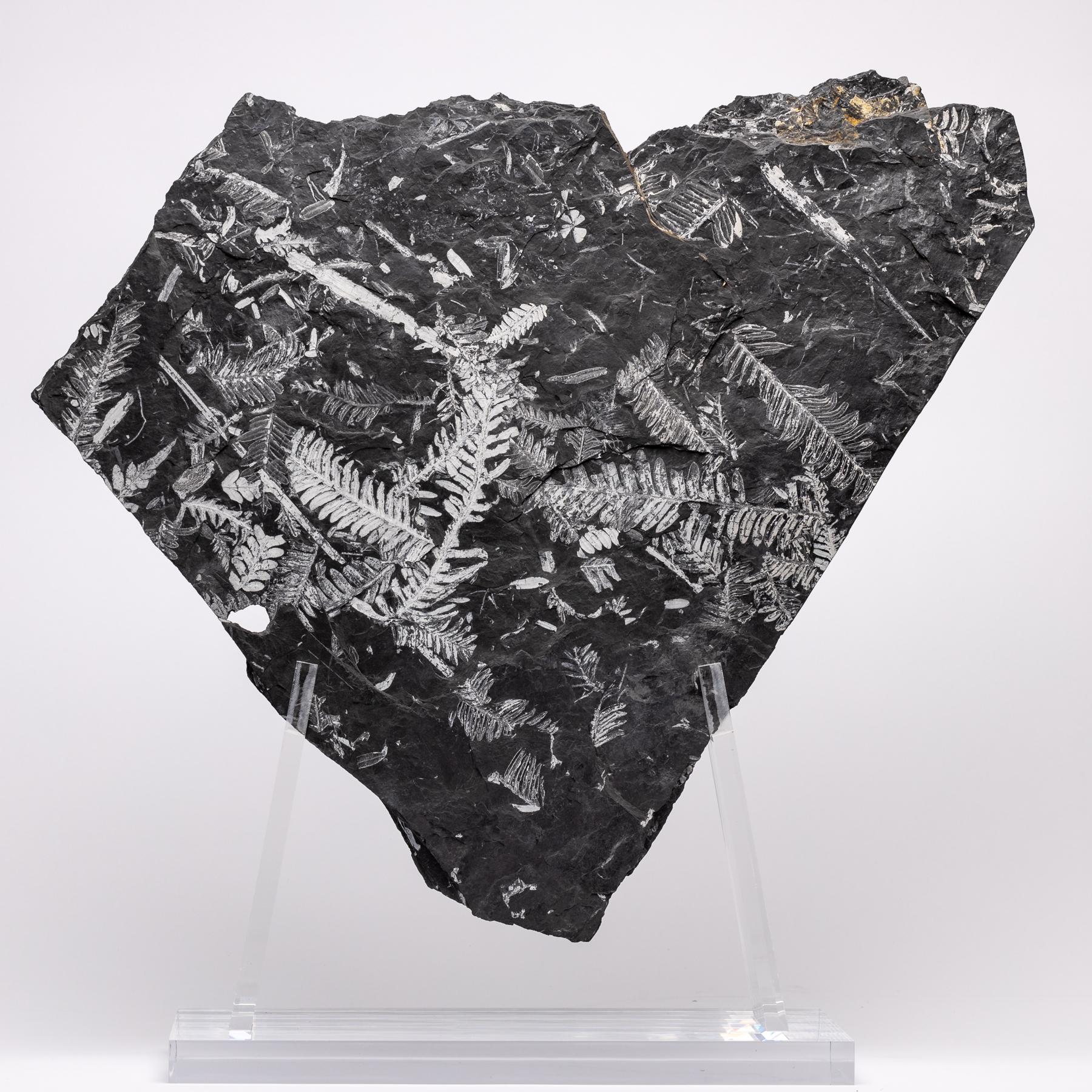 Natural White Fern Fossil from St. Clair Pennsylvania in an Acrylic Custom Stand 1