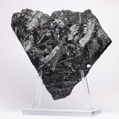 Natural White Fern Fossil from St. Clair Pennsylvania in an Acrylic Custom Stand