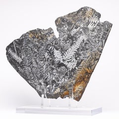 Natural White Fern Fossil from St. Clair Pennsylvania in a Acrylic Custom Stand