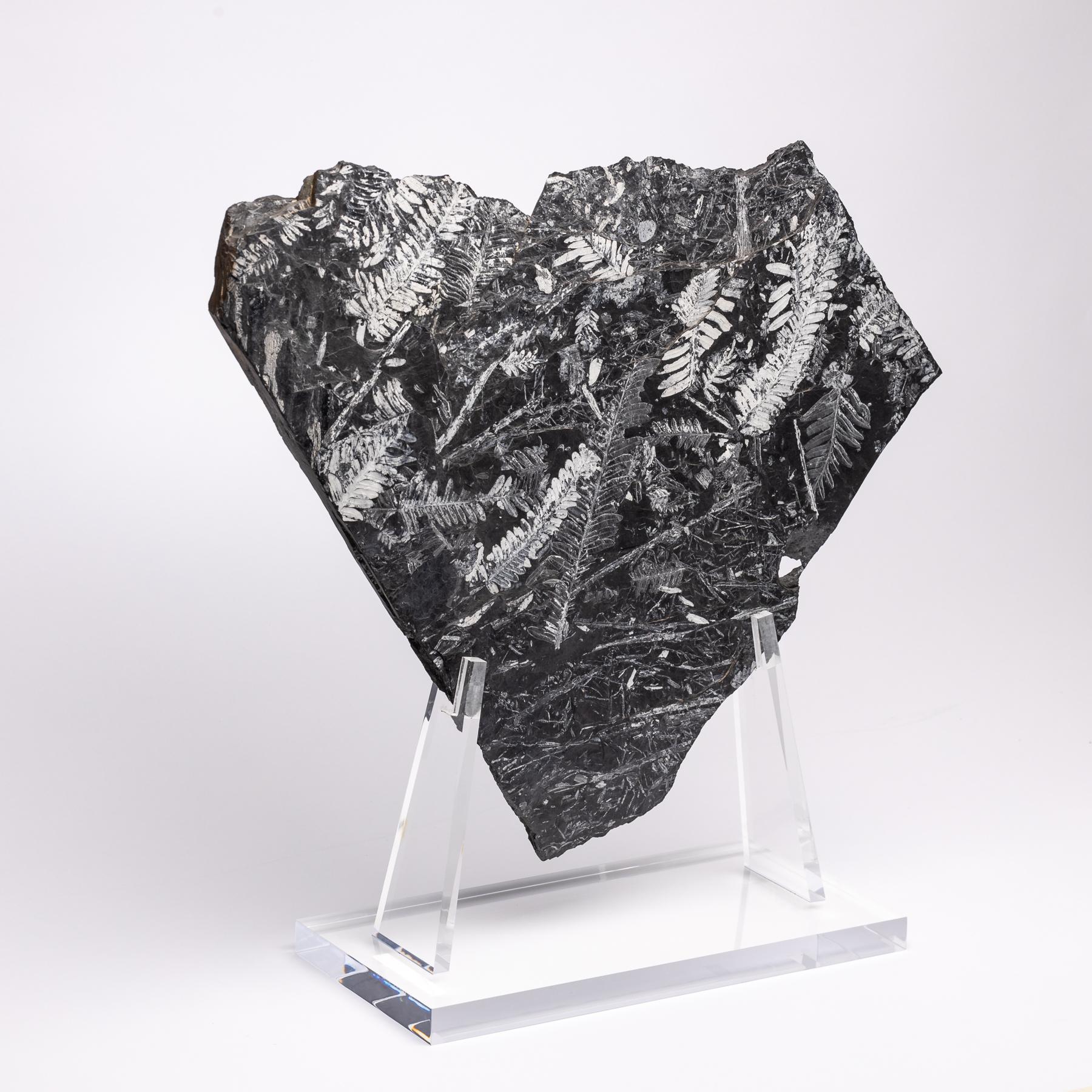 st clair fossils