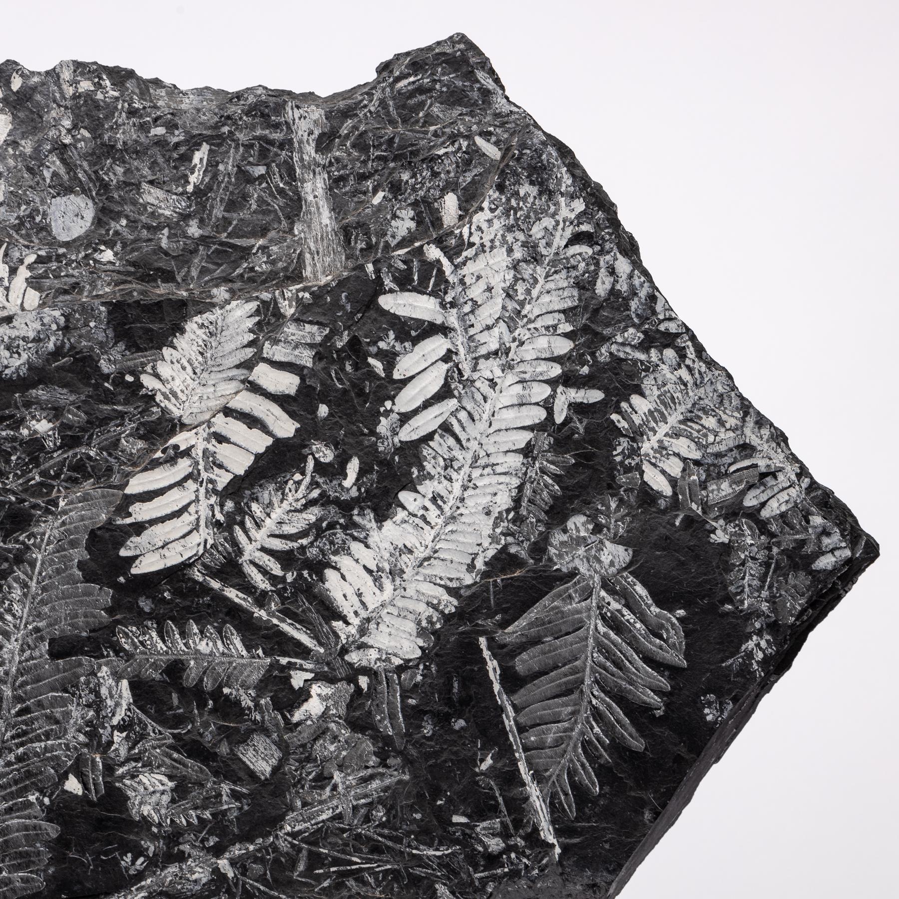 American Natural White Fern Fossil from St. Clair Pennsylvania in an Acrylic Custom Stand