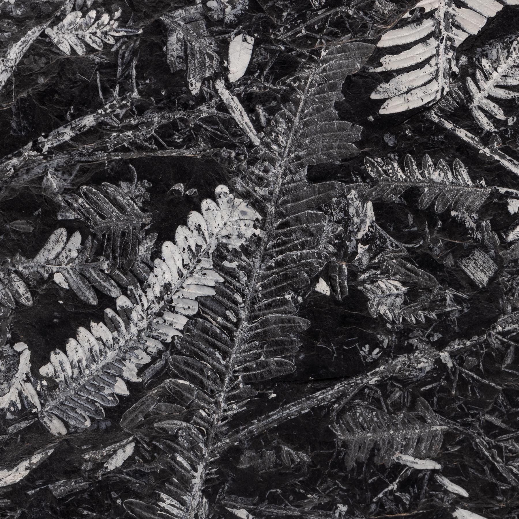 Contemporary Natural White Fern Fossil from St. Clair Pennsylvania in an Acrylic Custom Stand