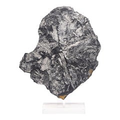 Natural White Fern Fossil from St. Clair Pennsylvania in a Acrylic Custom Stand