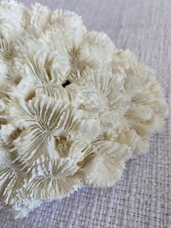 Natural White Flat Coral