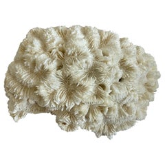 Natural White Flat Coral