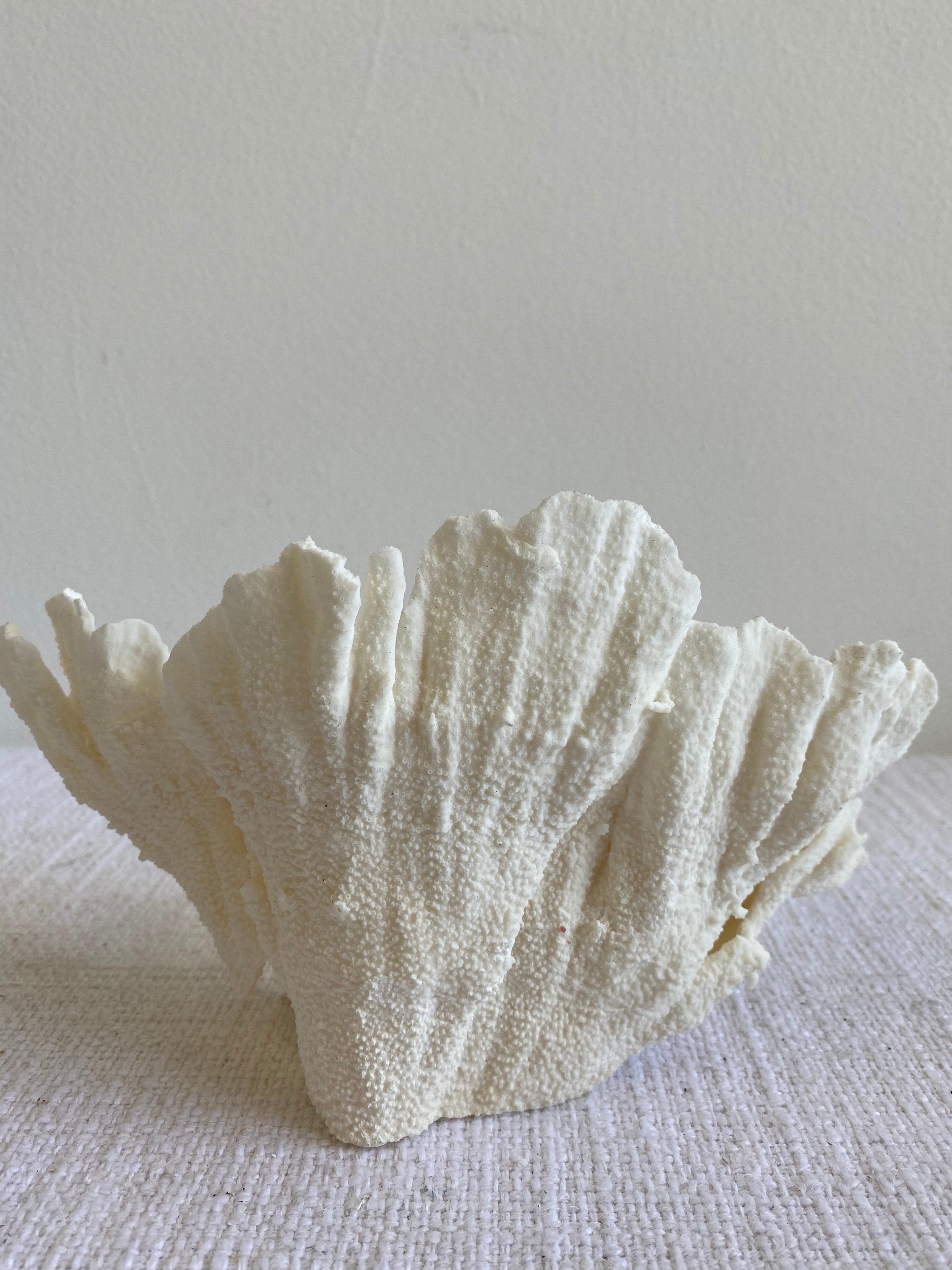 20th Century Natural White Lace Cup Coral