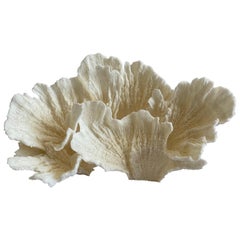 Natural White Lace Cup Coral