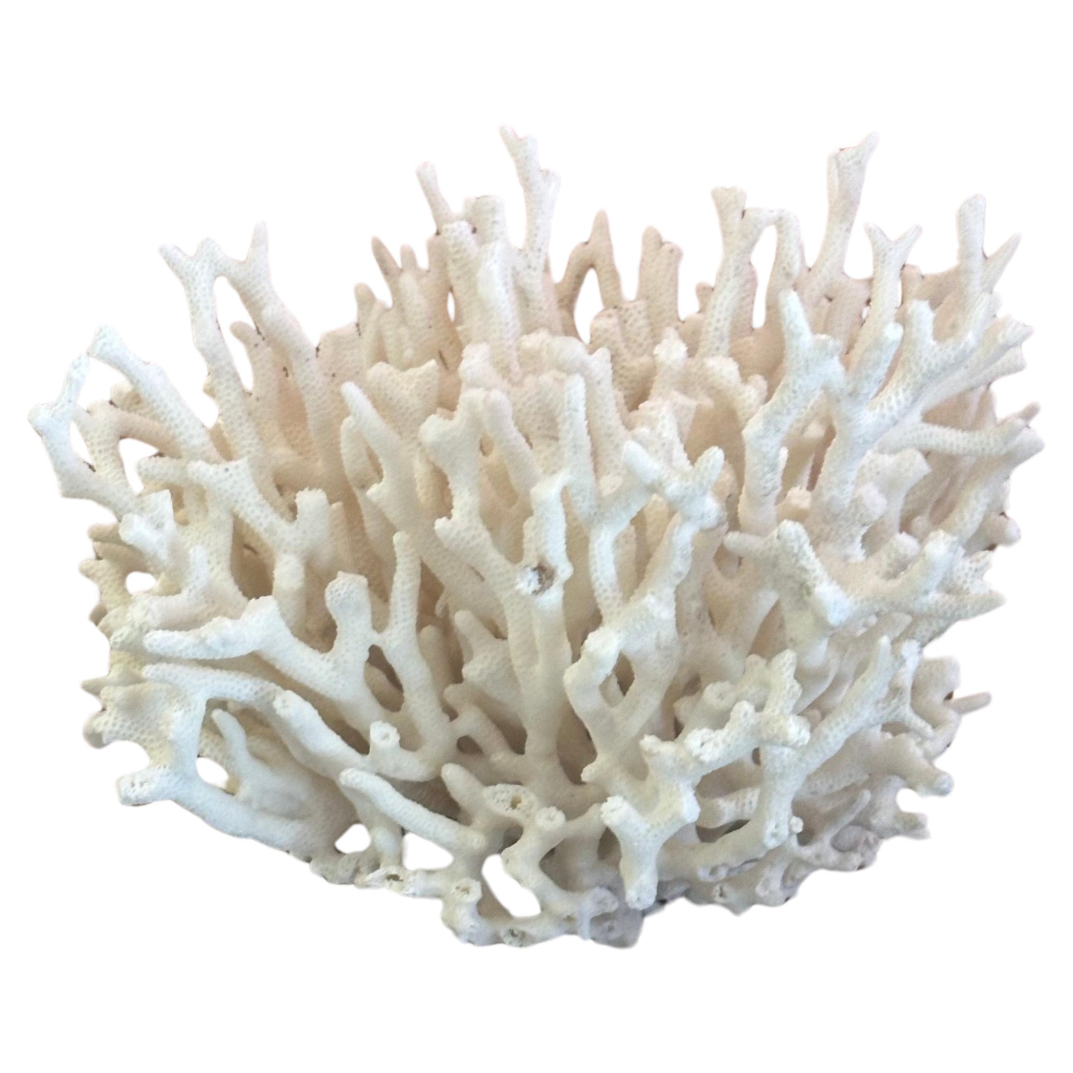 Gran espécimen de coral marino blanco natural, hacia la década de 1970. La pieza está en muy buen estado y mide 7