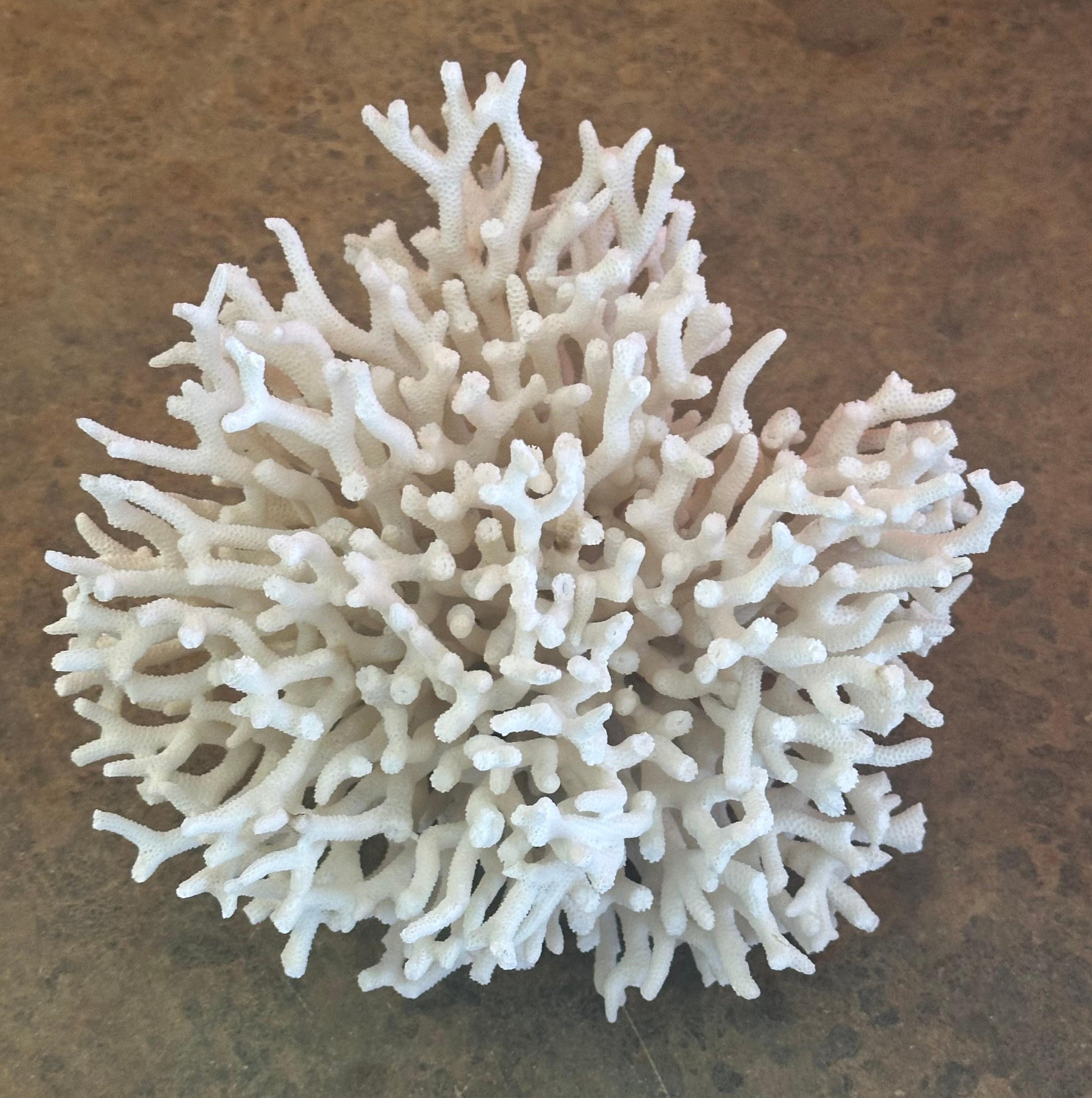Hollywood Regency Natural White Sea Coral Specimen For Sale