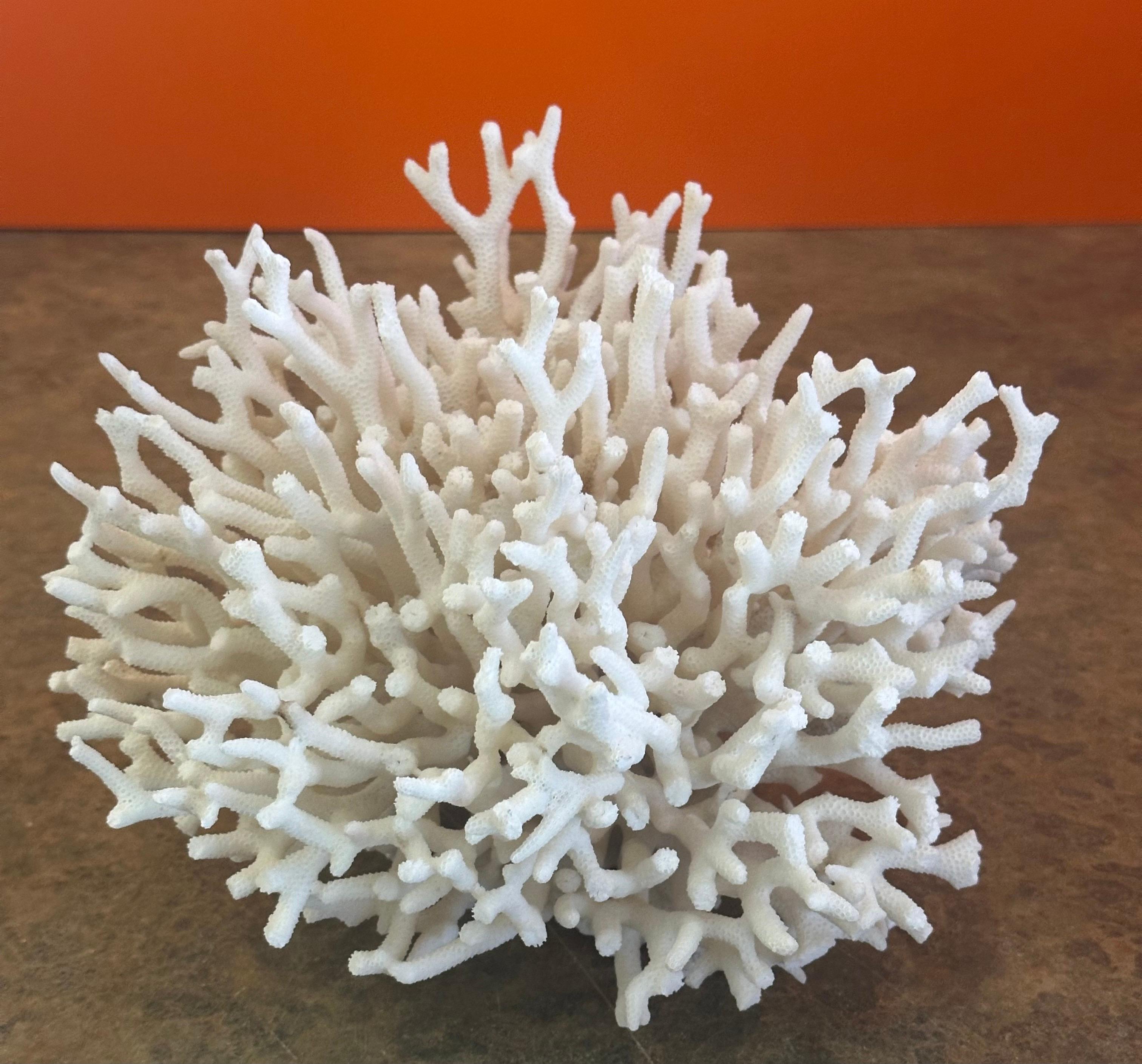 American Natural White Sea Coral Specimen For Sale