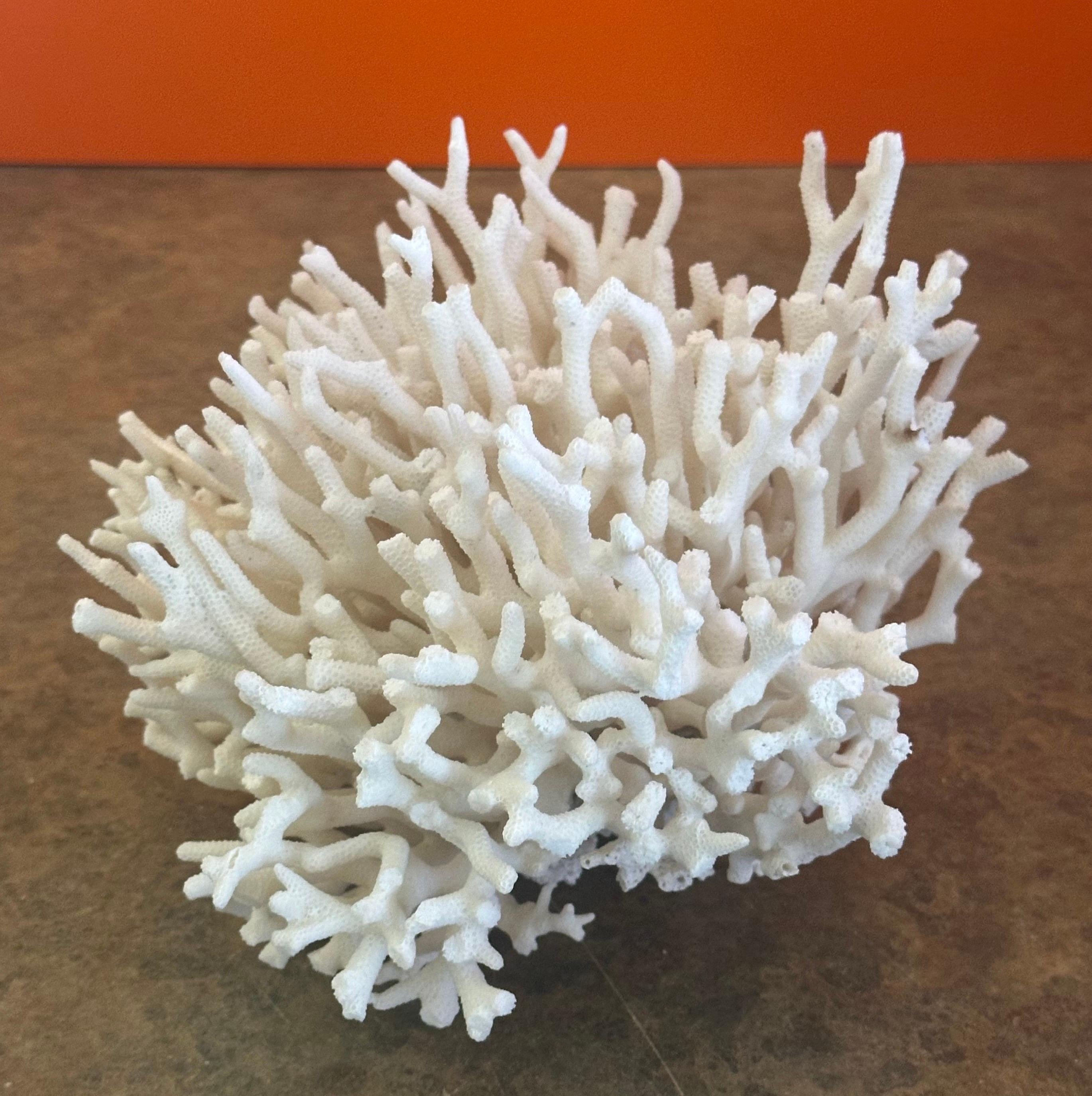 Natural White Sea Coral Specimen In Good Condition For Sale In San Diego, CA