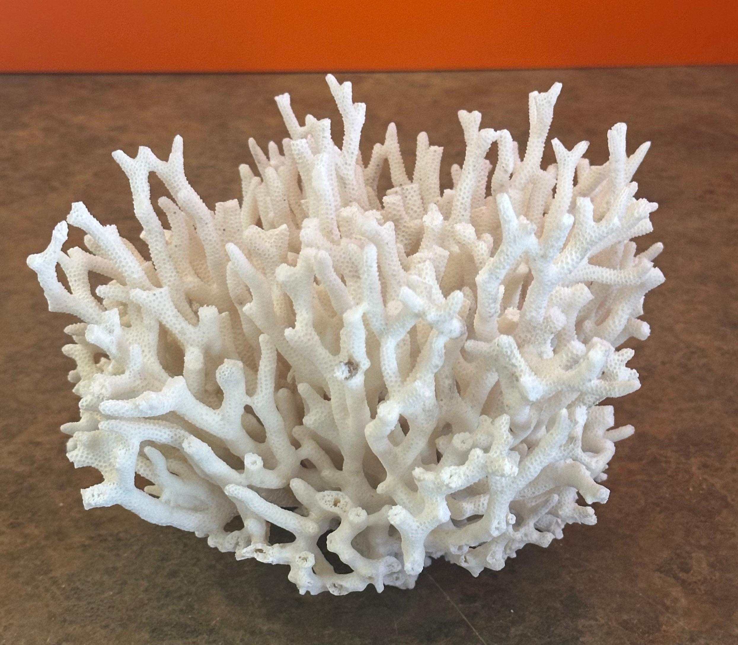 20th Century Natural White Sea Coral Specimen For Sale