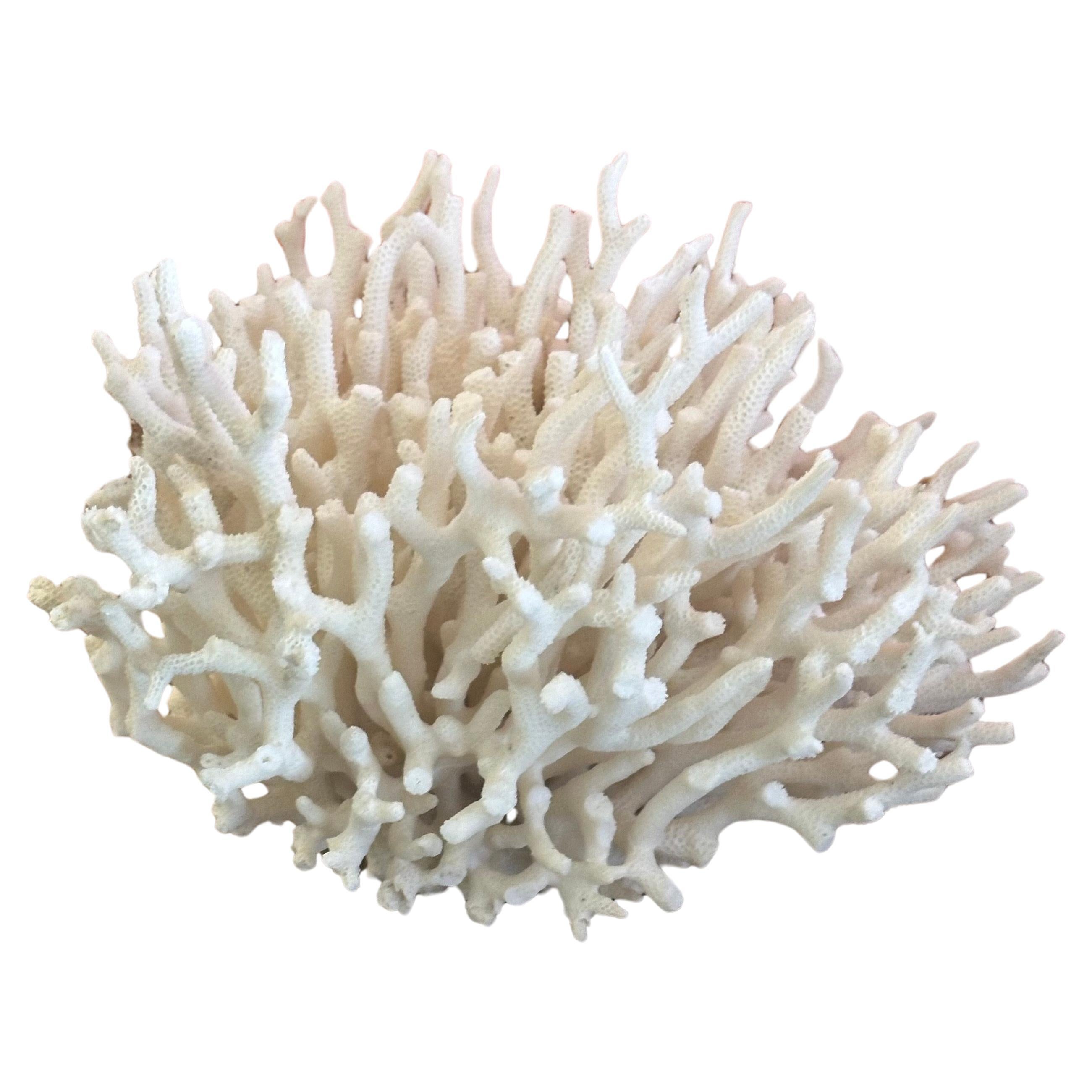 Natürliche weiße Meereskoralle Exemplar im Angebot
