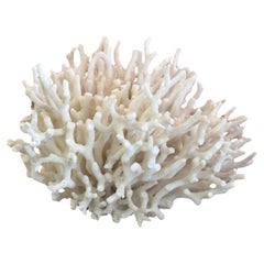 Spécimen de corail blanc naturel des mers