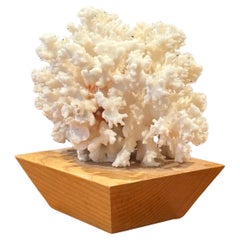 Natural White Sea Coral Specimen on Solid Wood Base