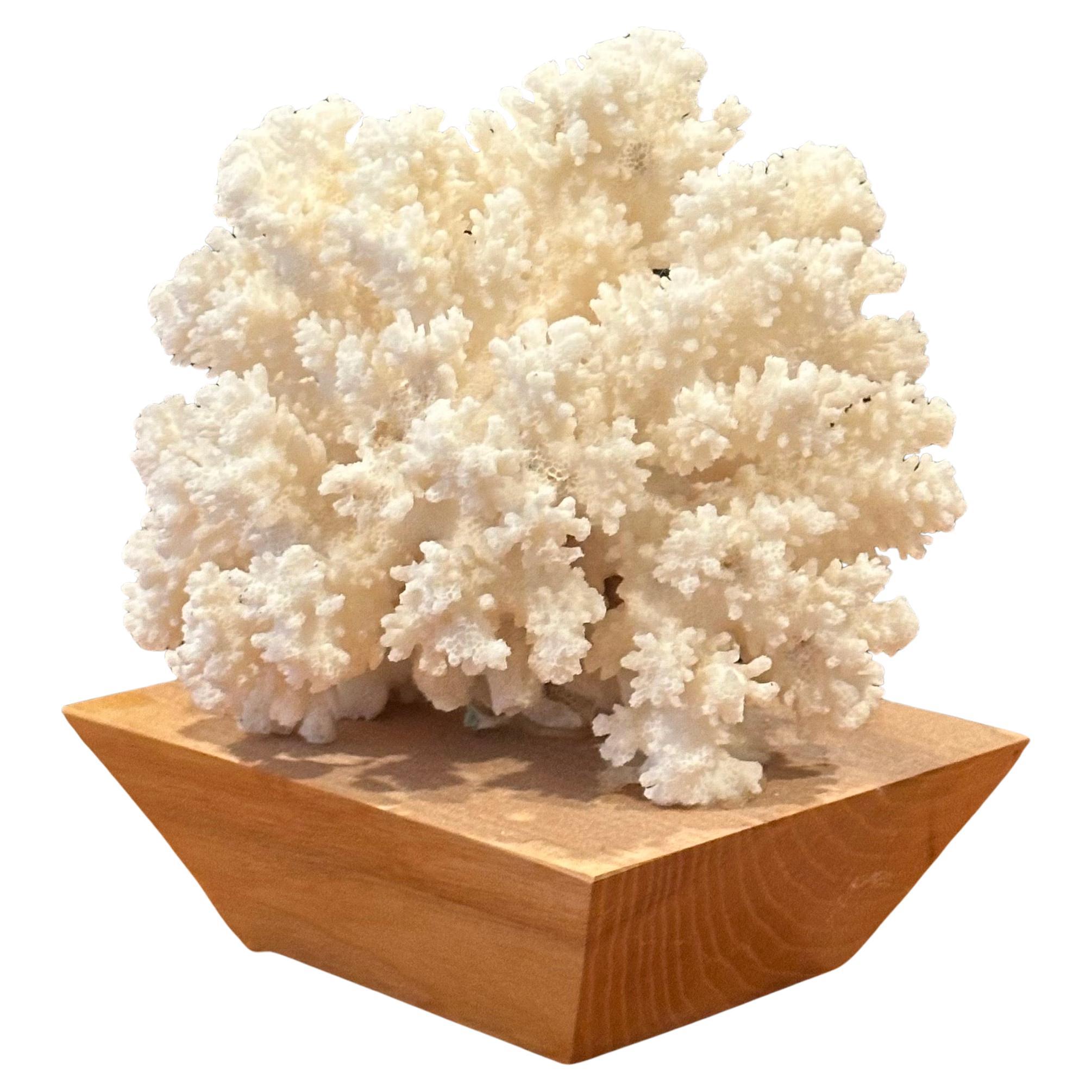 Natural White Sea Coral Specimen on Solid Wood Base