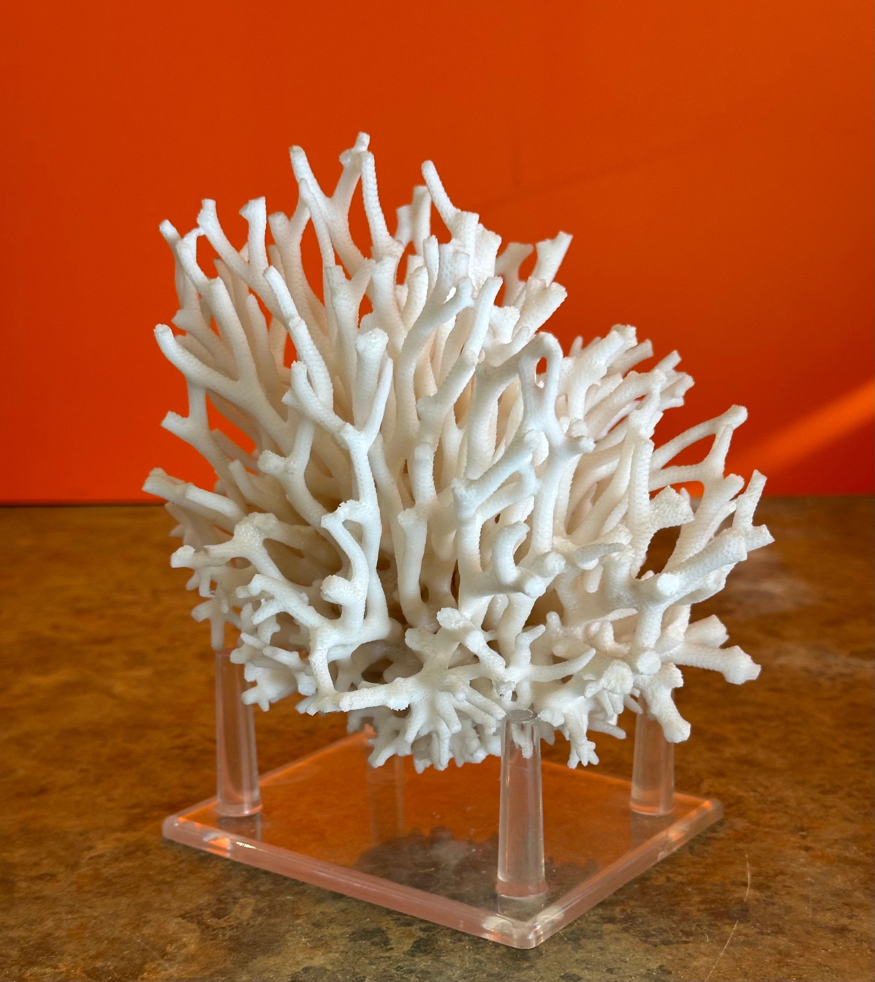Natural White Sea Coral Specimen on Stand 4