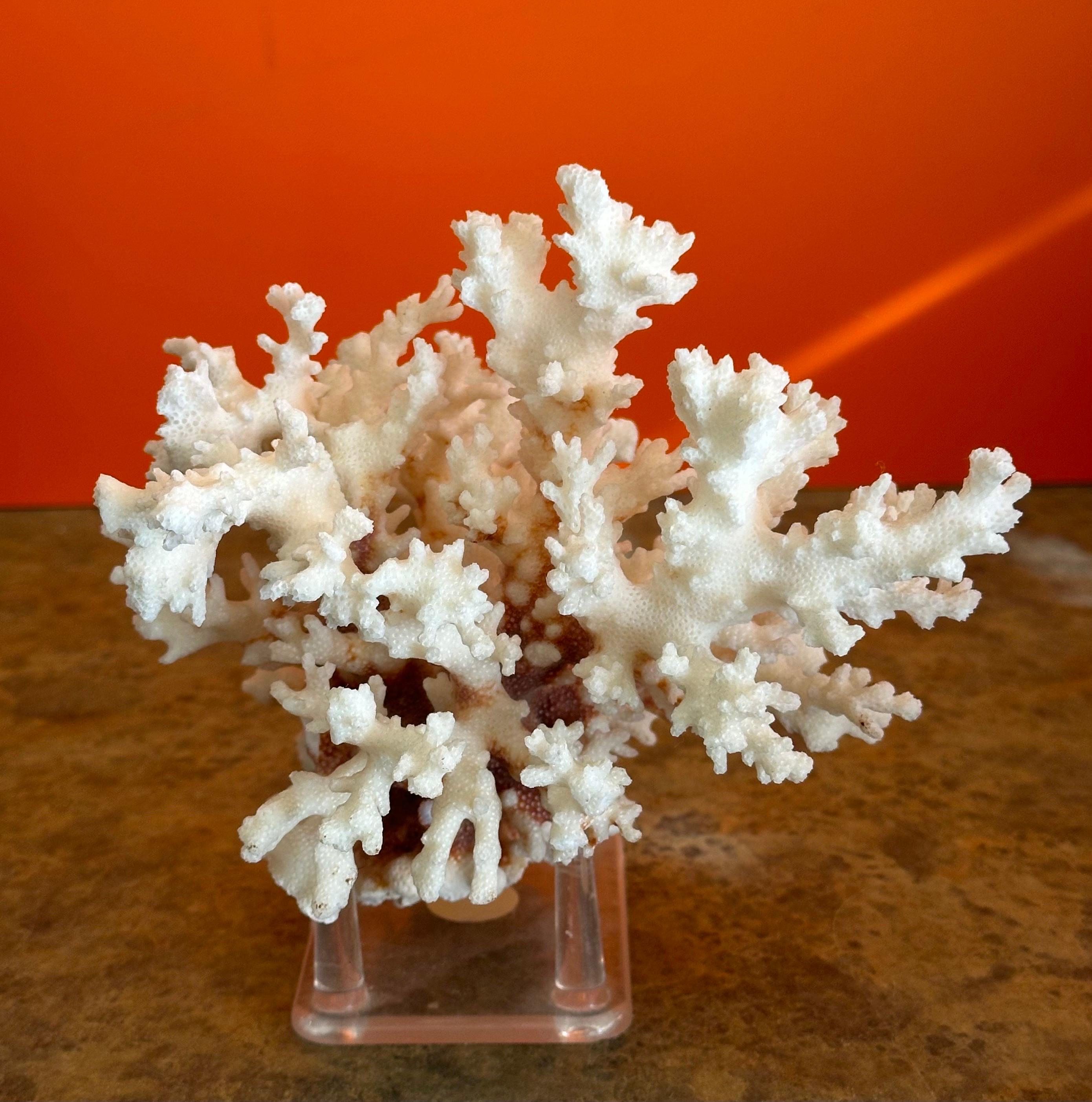 Natural White Sea Coral Specimen on Stand 4