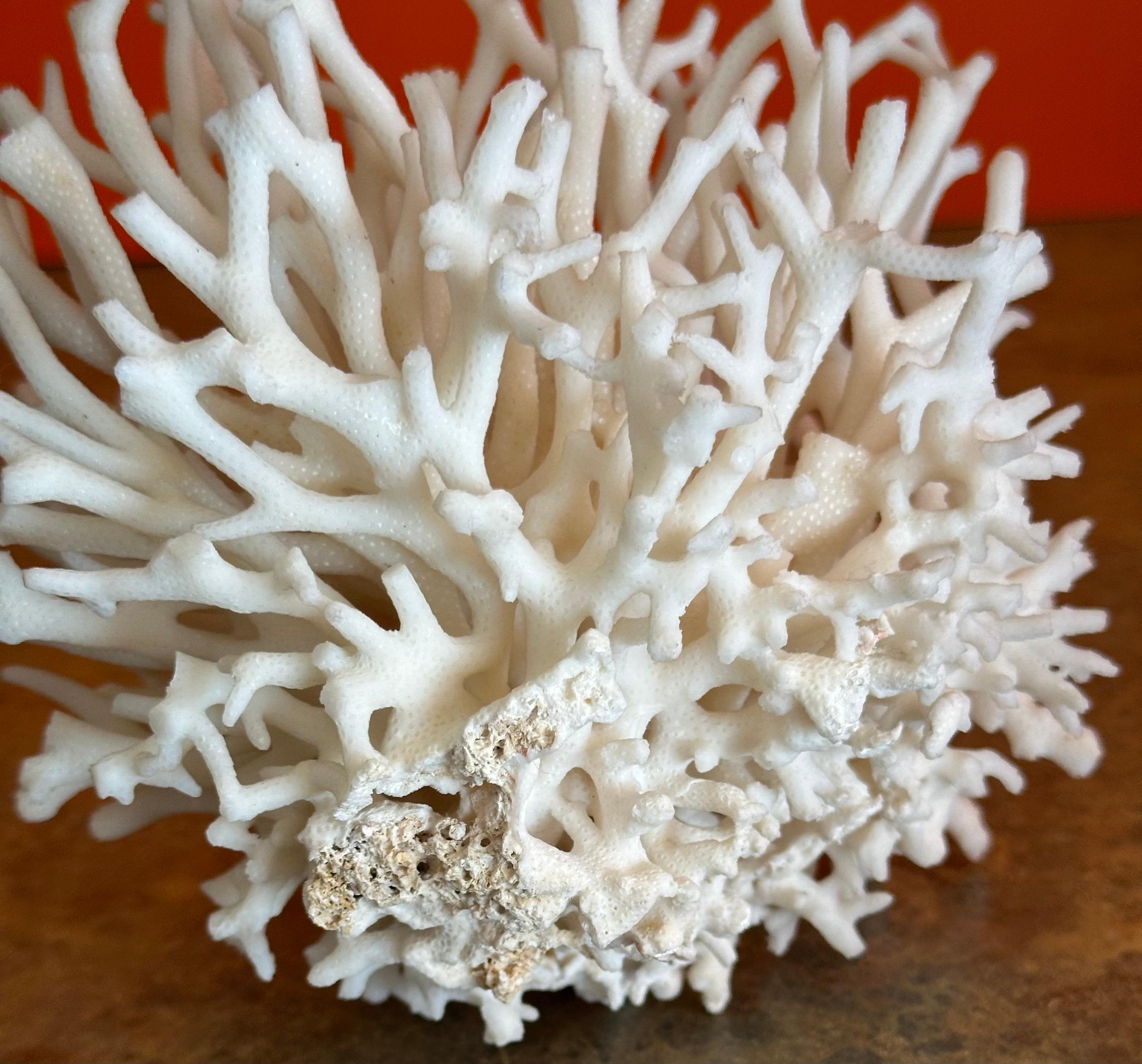Natural White Sea Coral Specimen on Stand 5