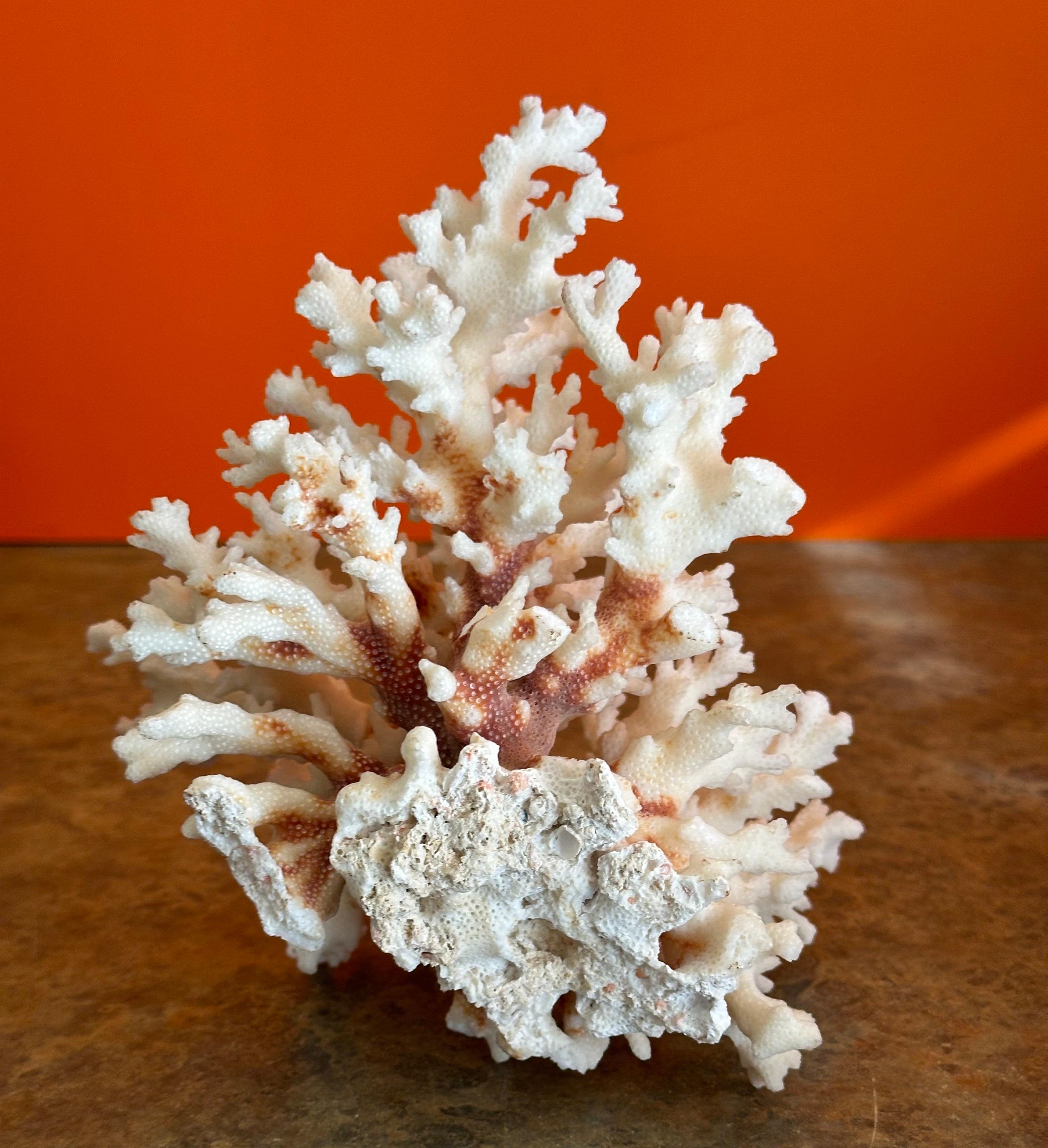 Natural White Sea Coral Specimen on Stand 5
