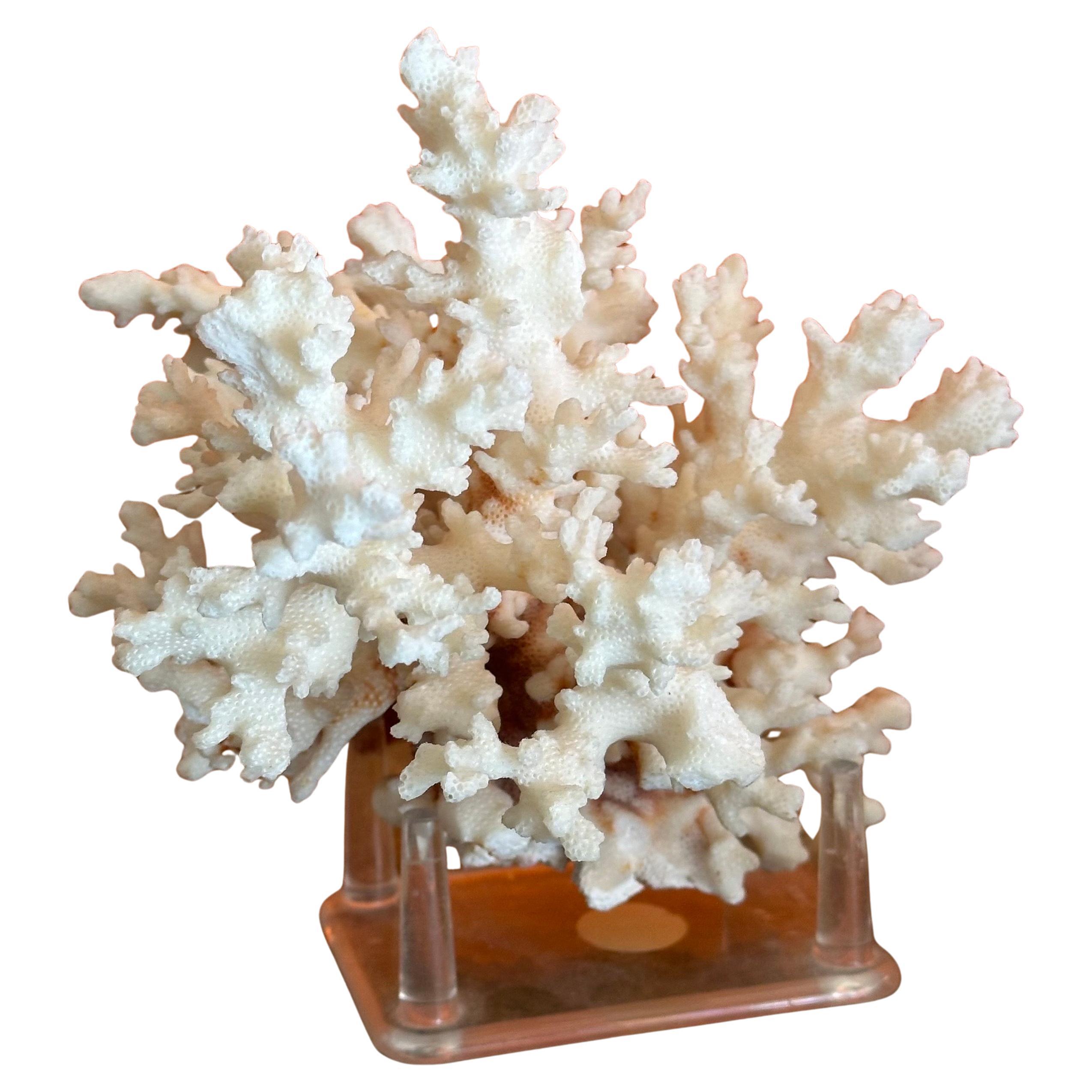 Natural White Sea Coral Specimen on Stand 6