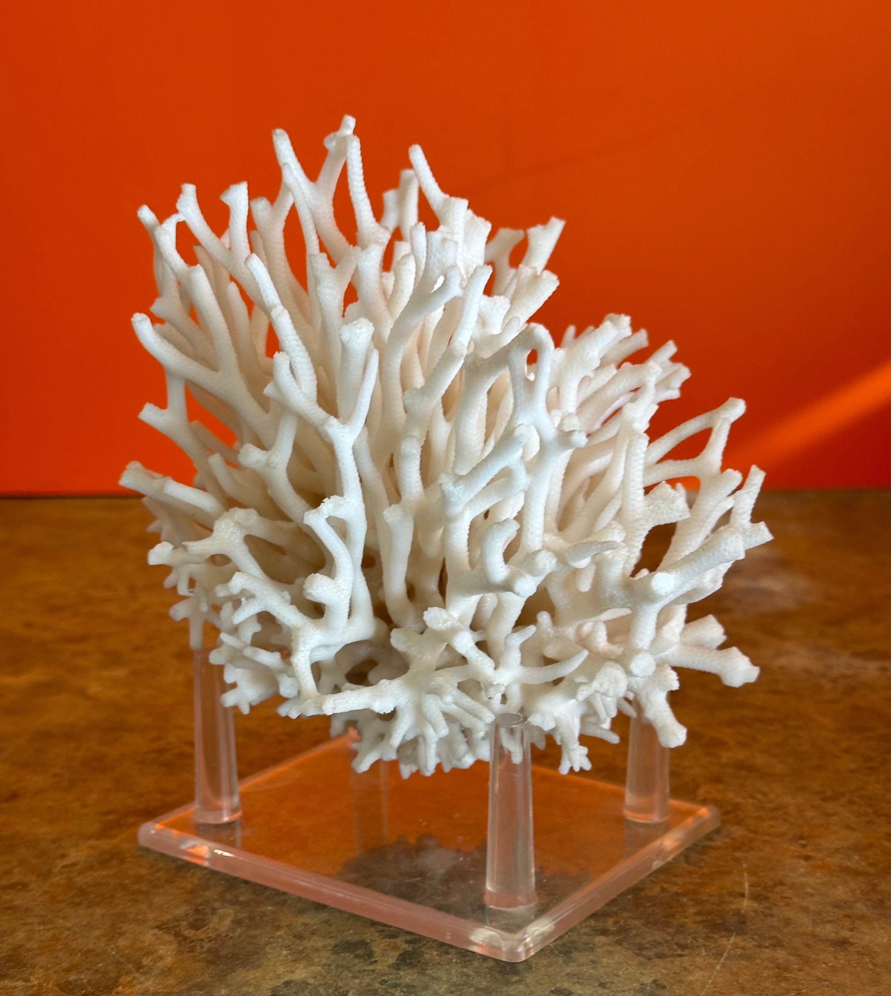 Natural White Sea Coral Specimen on Stand 7
