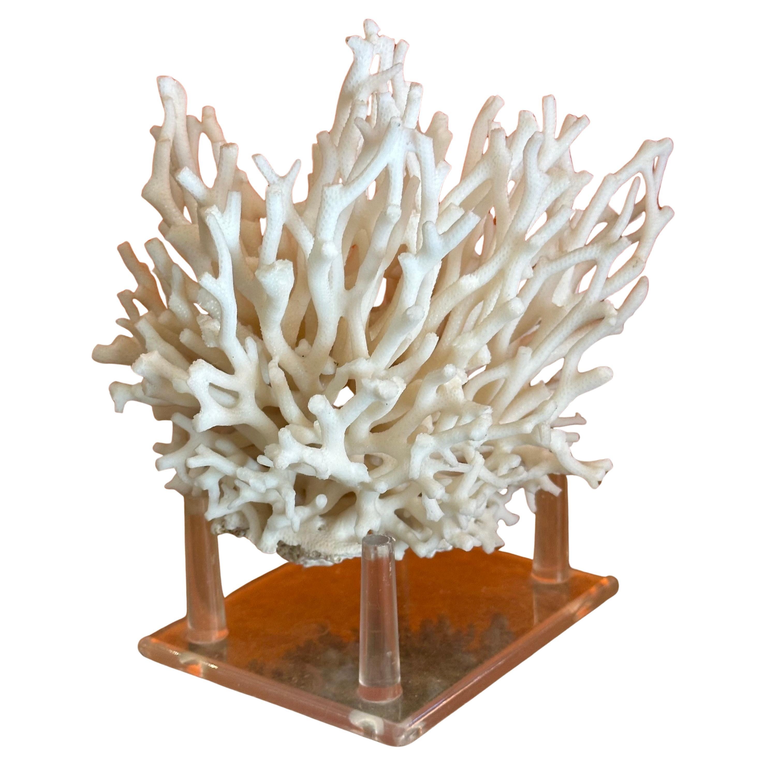 A natural white sea coral specimen on stand, circa 1970s. The piece is in great condition and measures 6