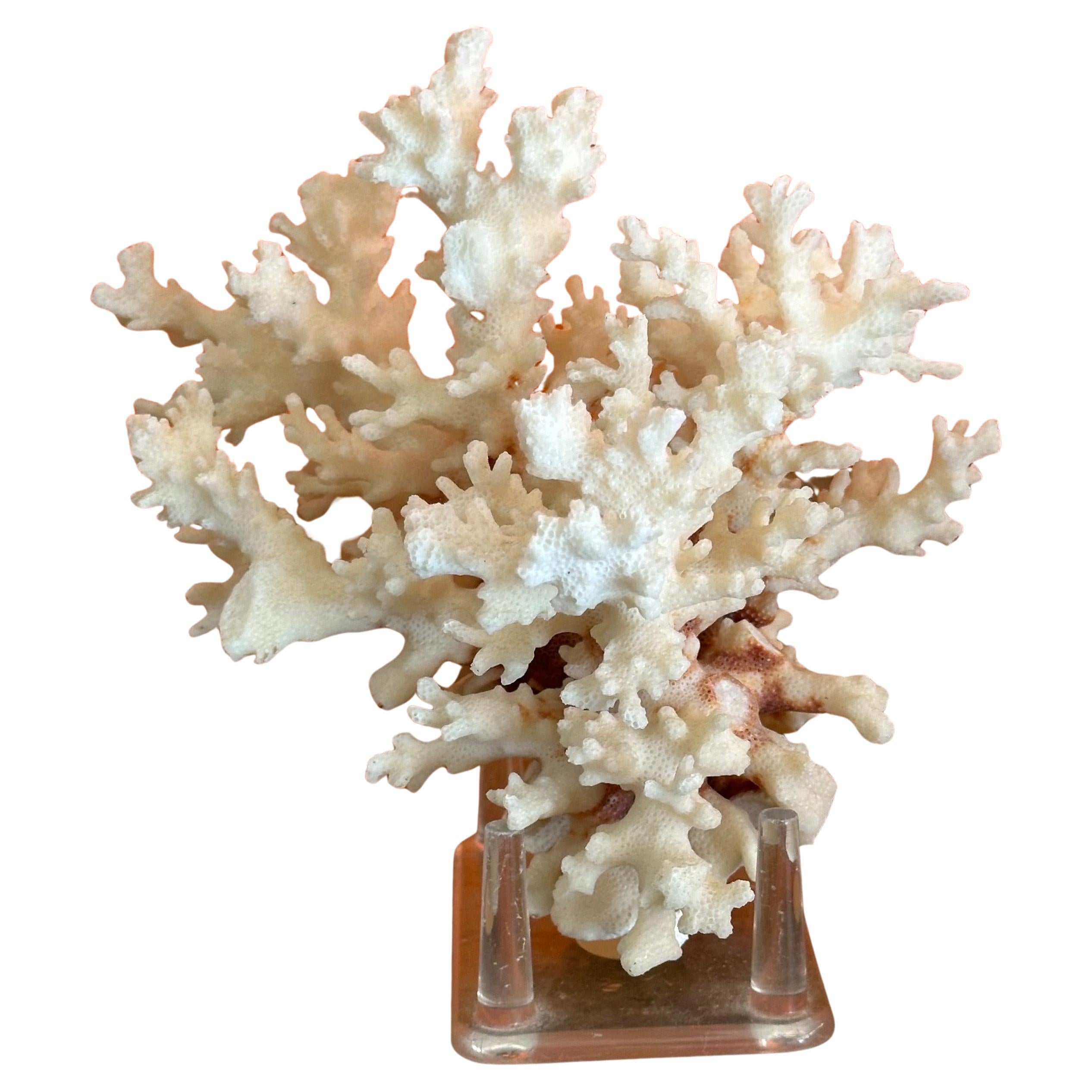 A natural white sea coral specimen on stand, circa 1970s. The piece is in great condition and measures 6