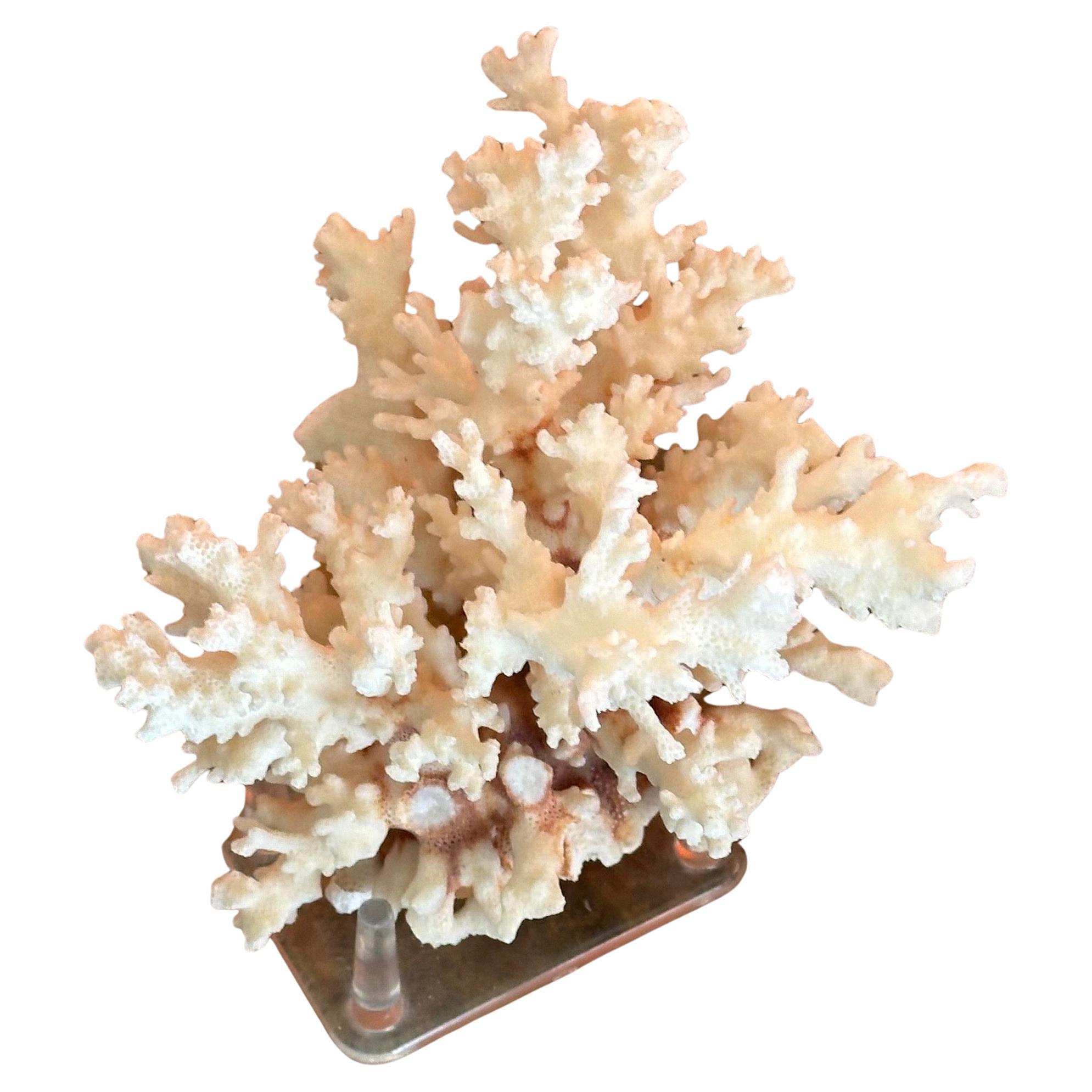 Hollywood Regency Natural White Sea Coral Specimen on Stand
