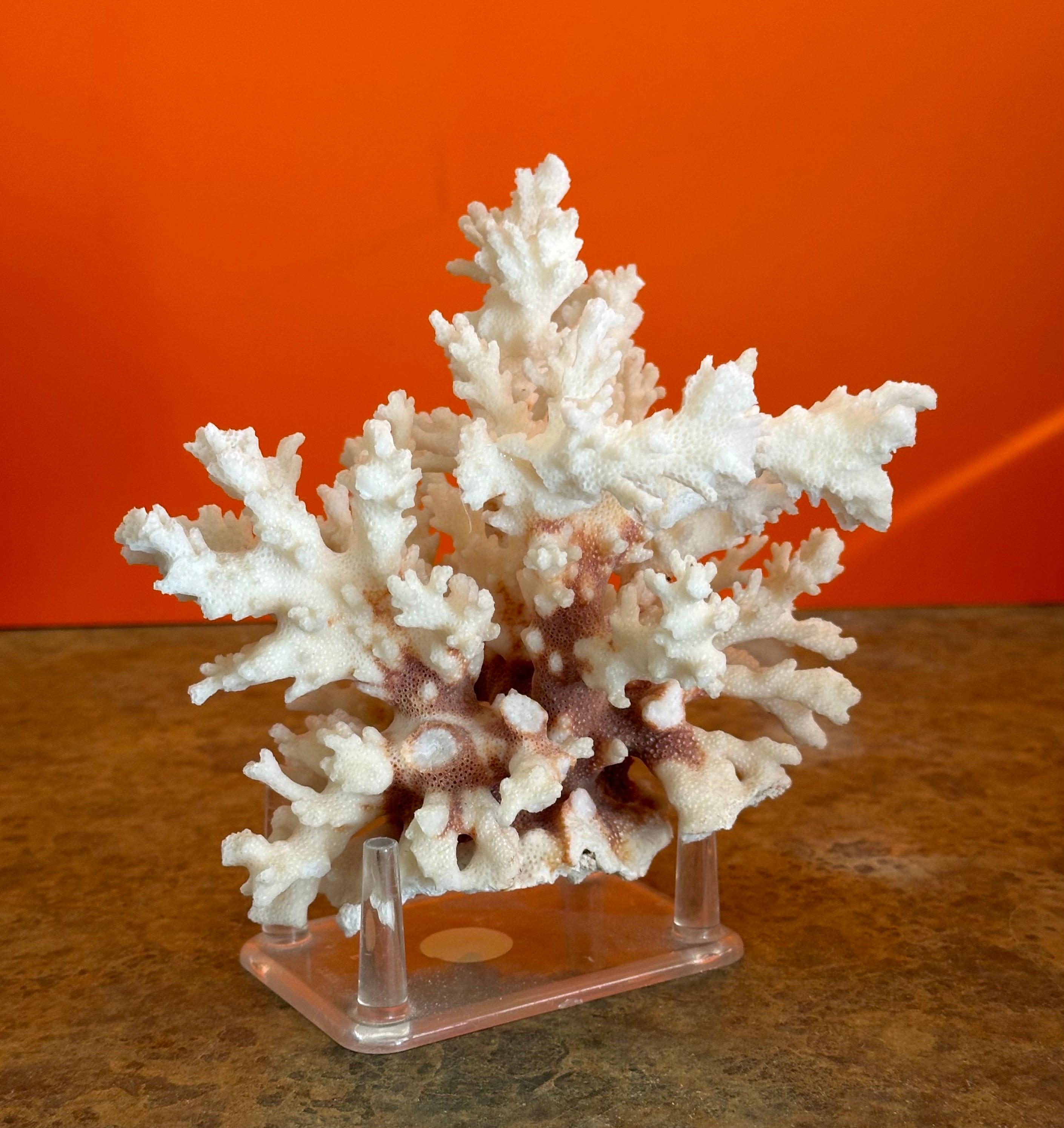 American Natural White Sea Coral Specimen on Stand