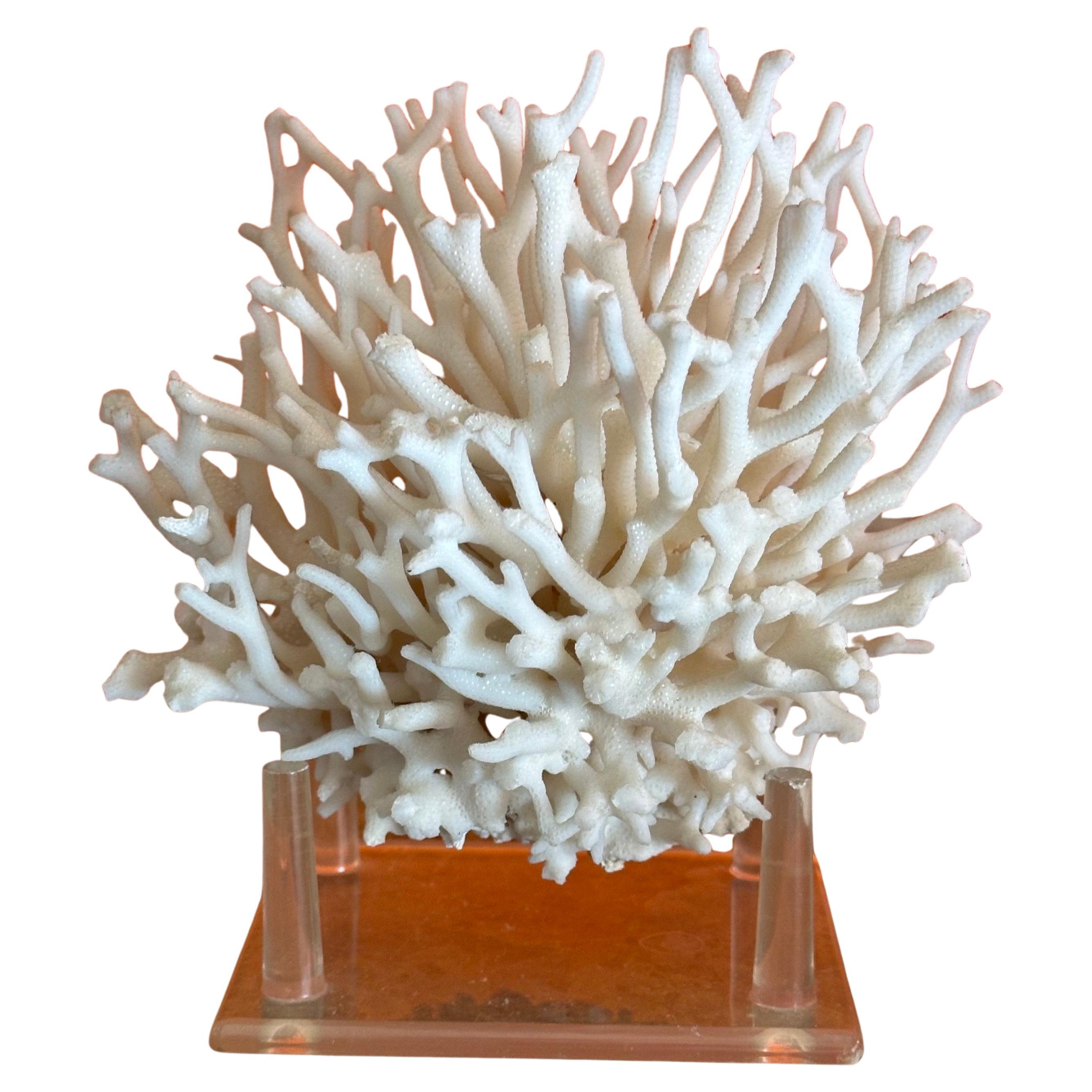 American Natural White Sea Coral Specimen on Stand
