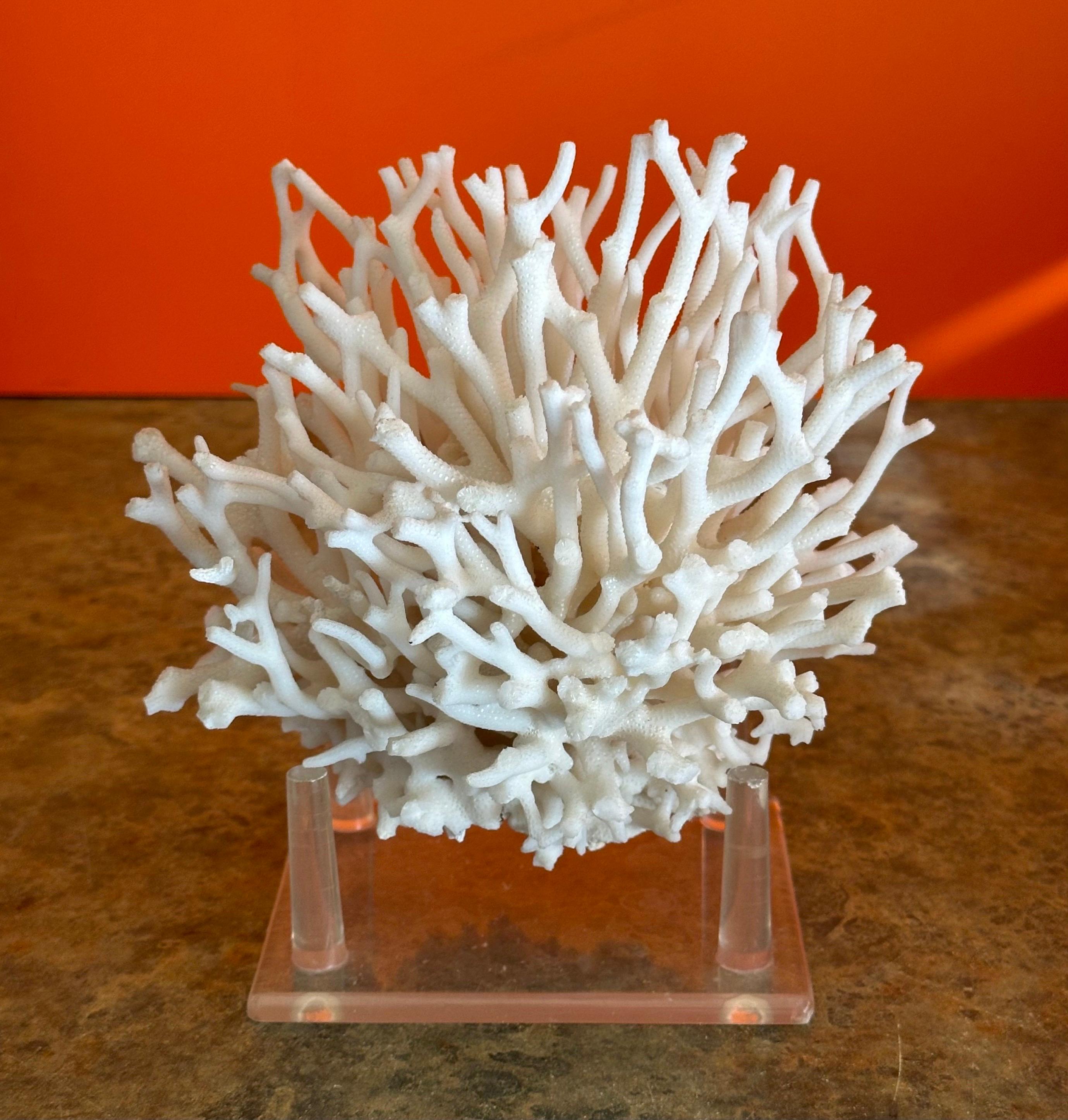 Natural White Sea Coral Specimen on Stand In Good Condition In San Diego, CA