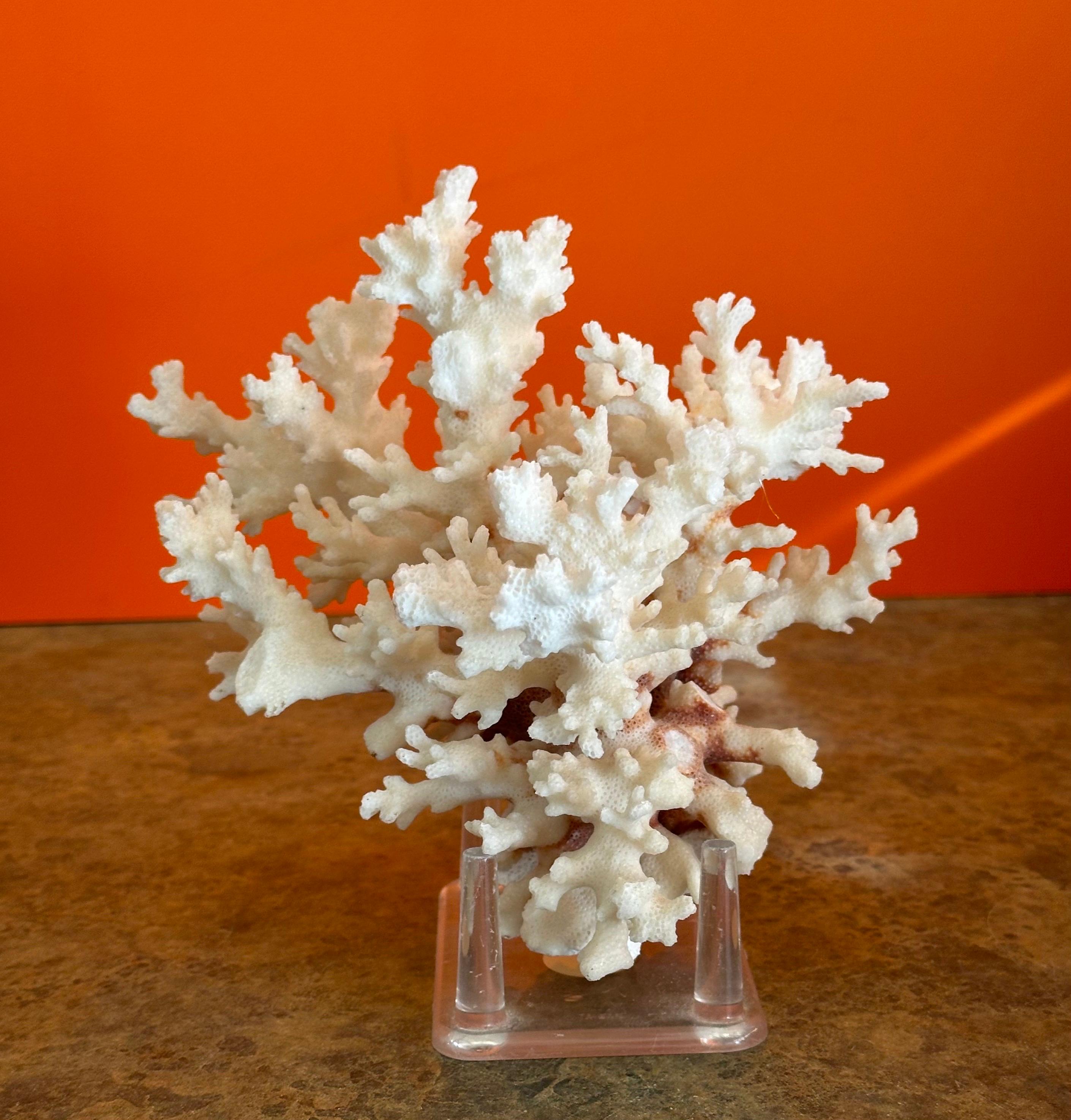 Natural White Sea Coral Specimen on Stand In Good Condition In San Diego, CA
