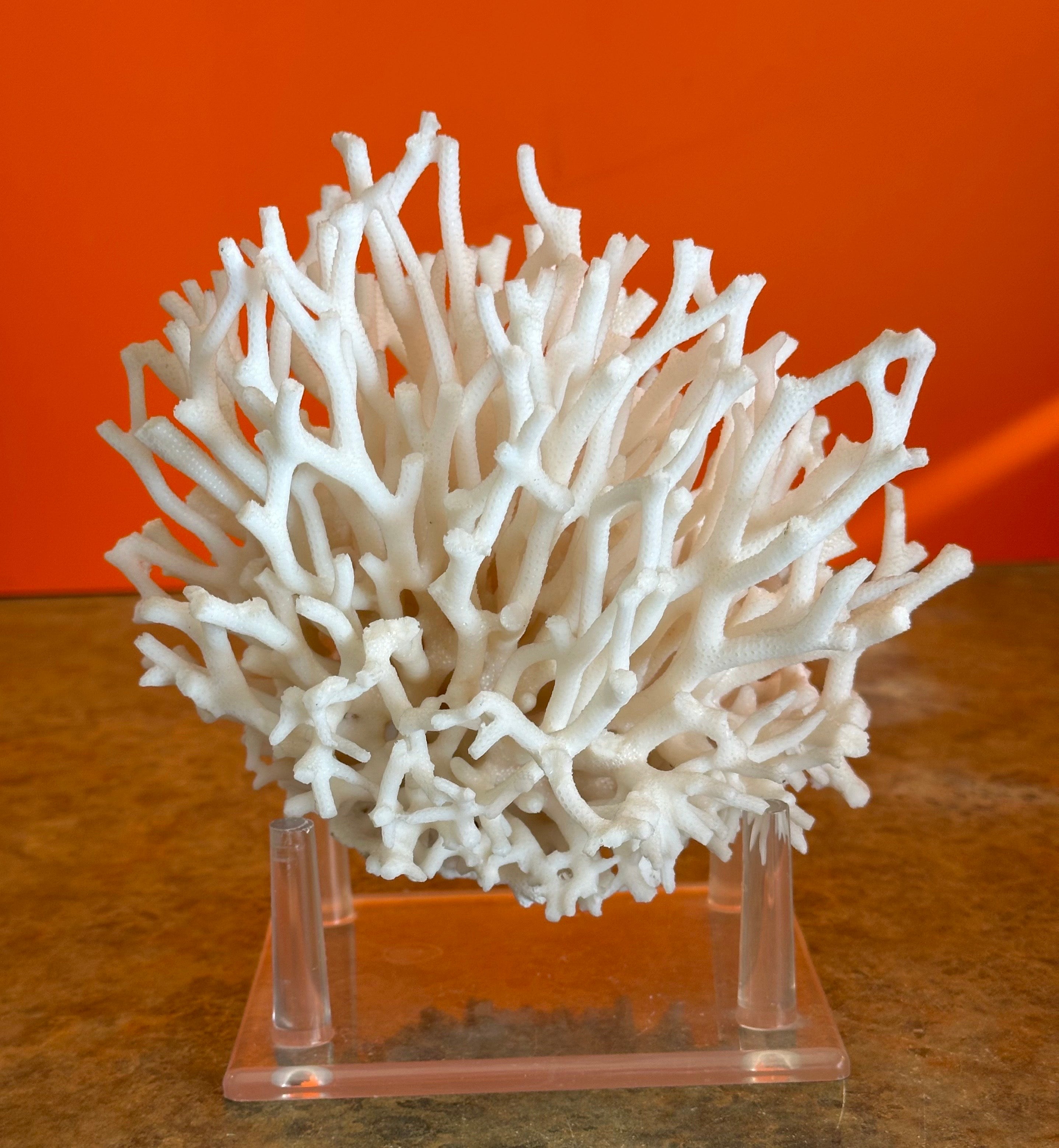 20th Century Natural White Sea Coral Specimen on Stand
